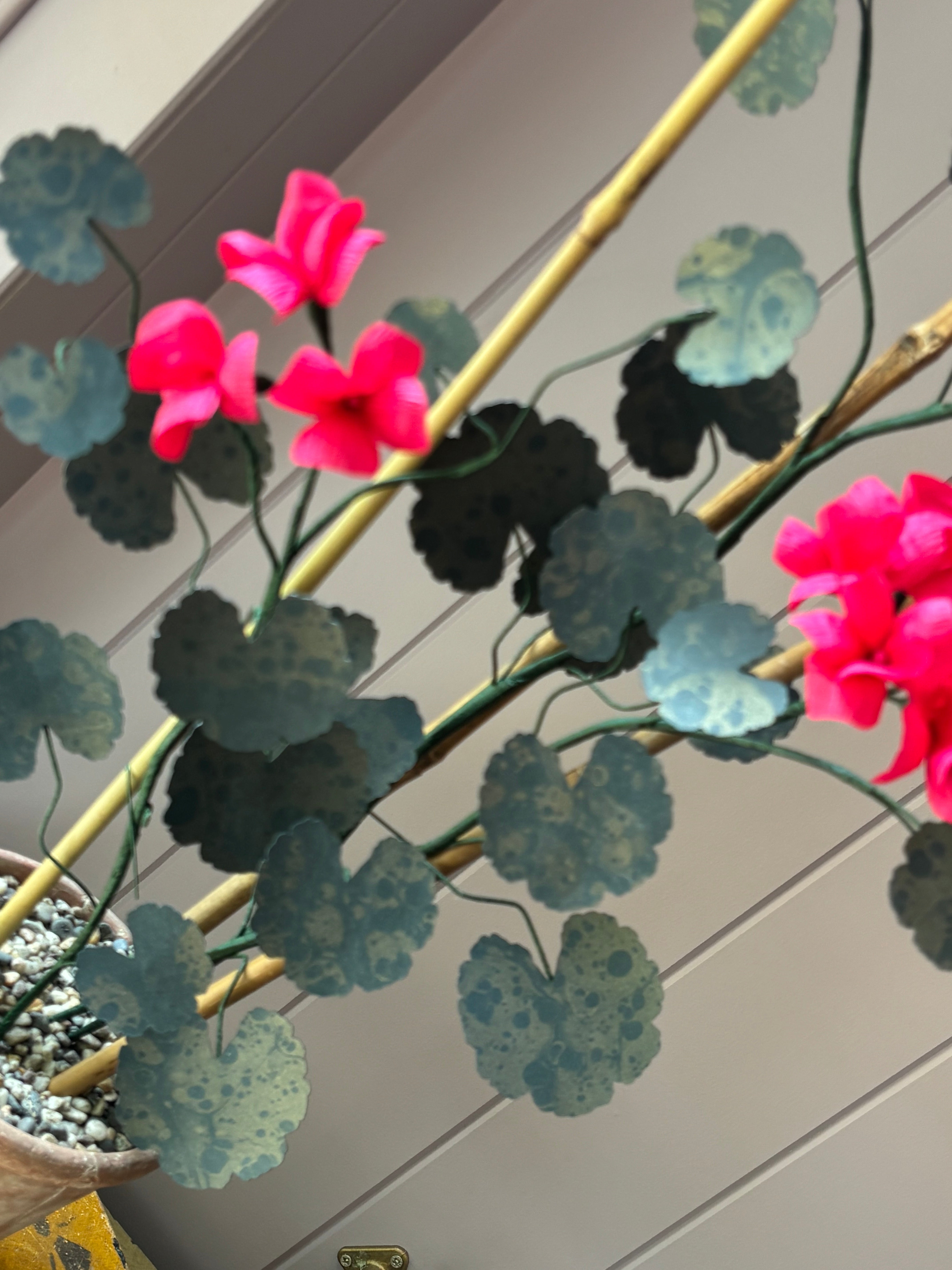 Paper geranium