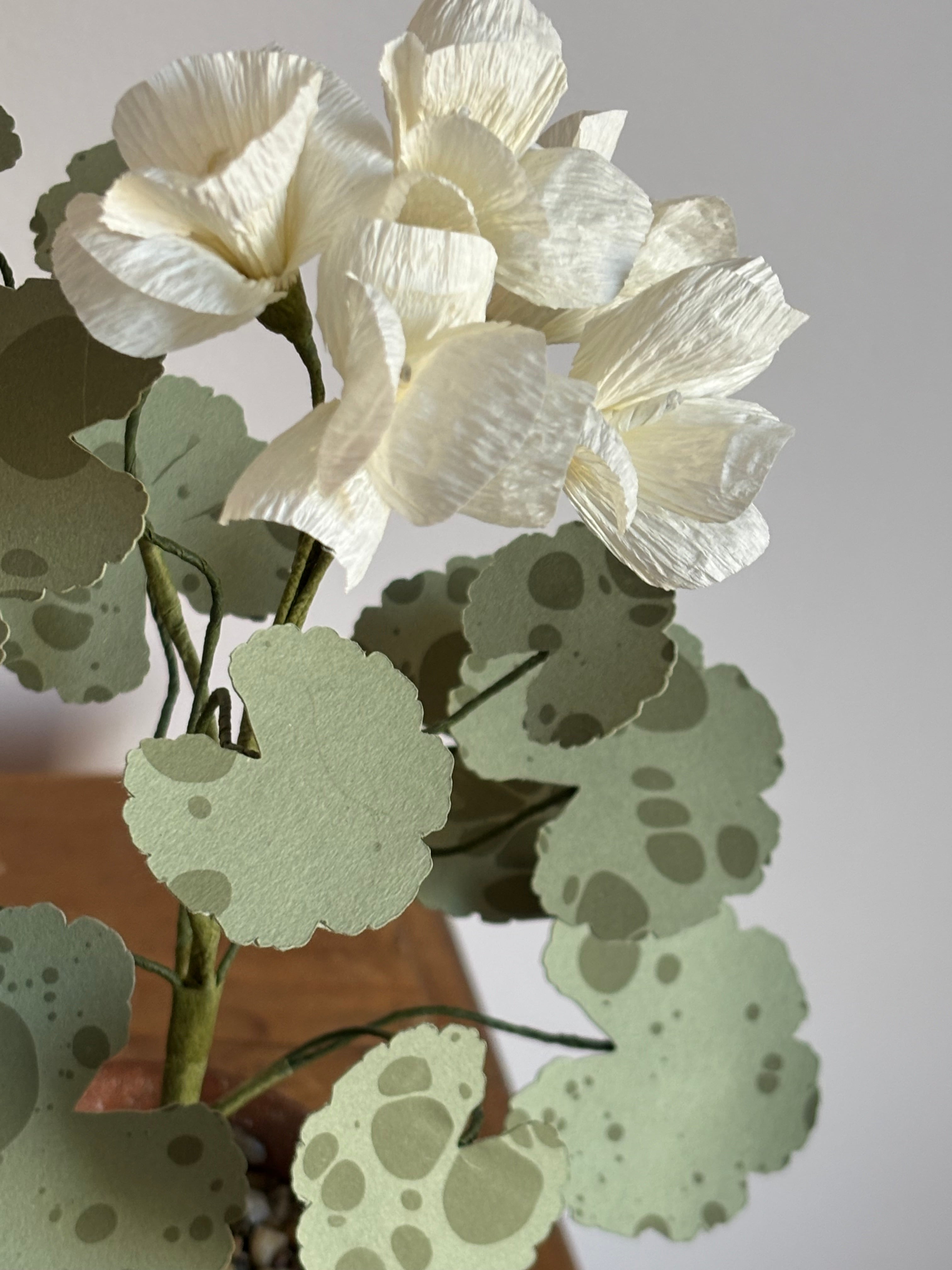 Paper Geranium