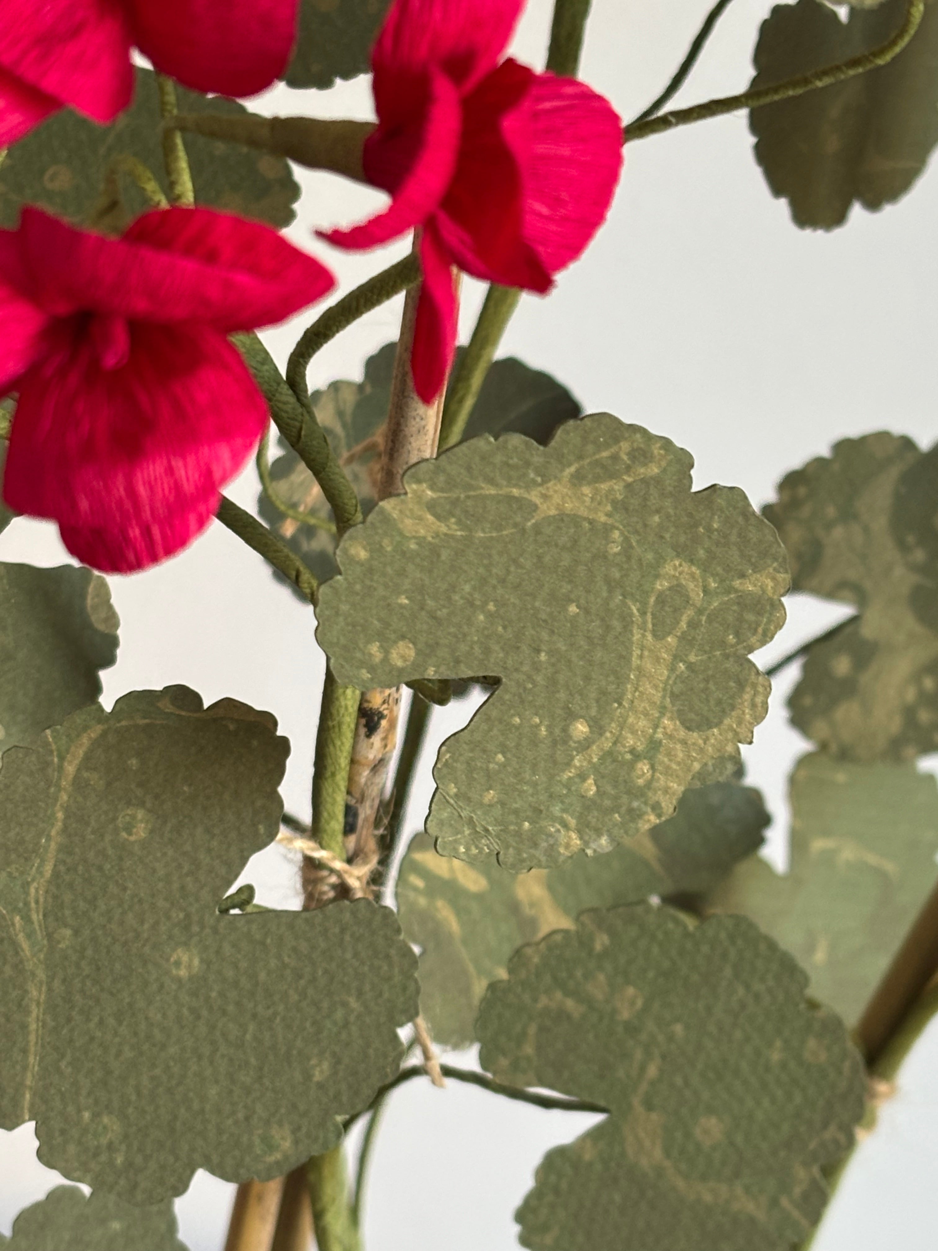 Paper Geranium