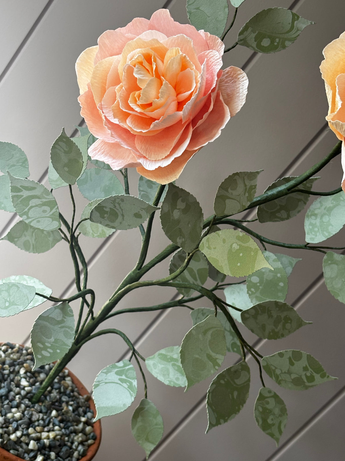Paper Shrub Rose