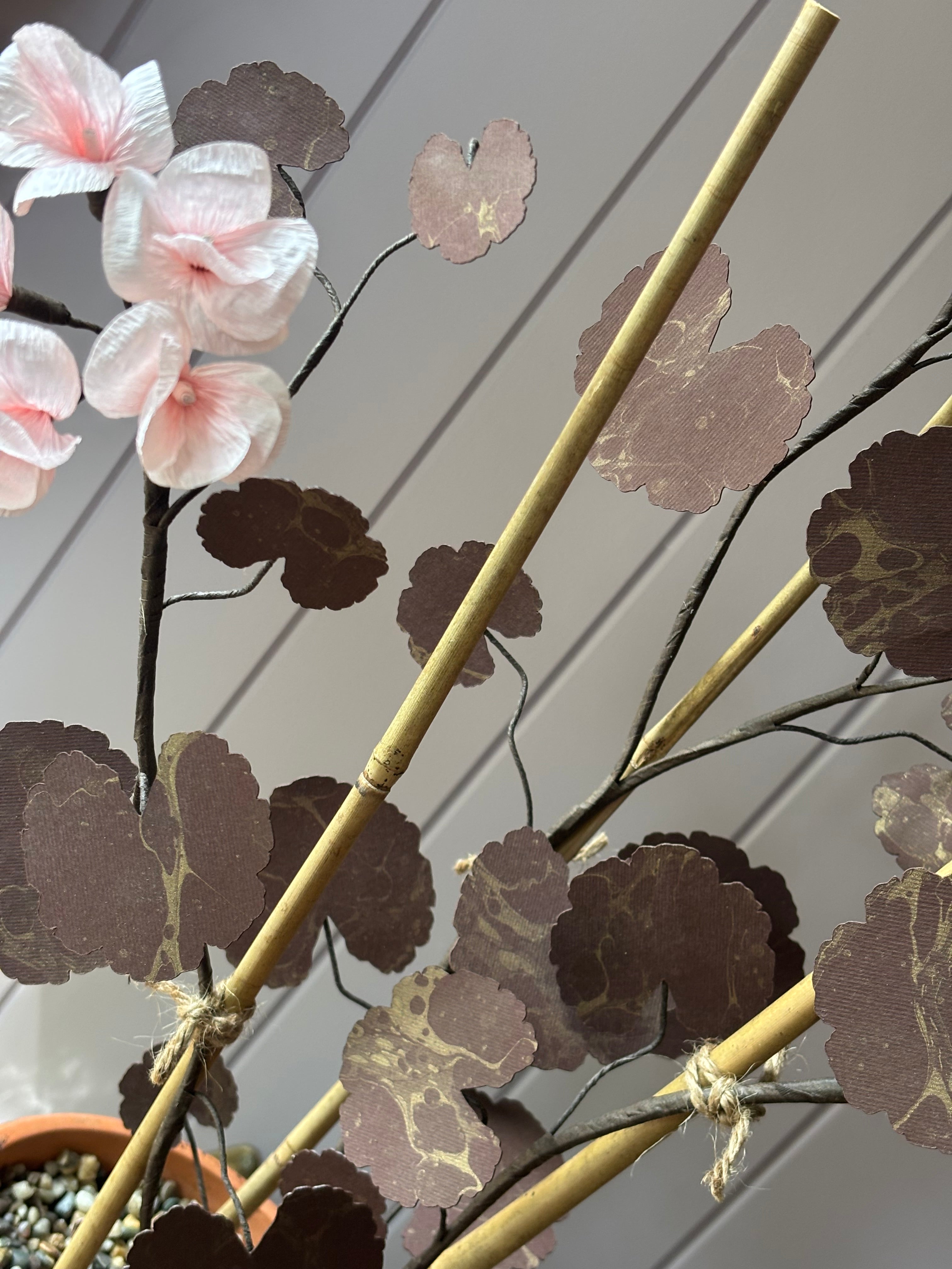 Paper geranium