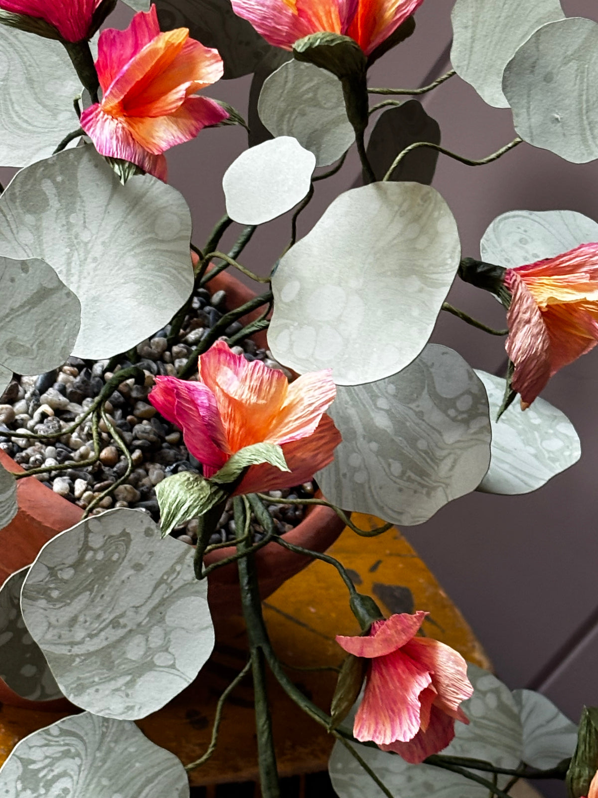 Paper Nasturtium, trailing