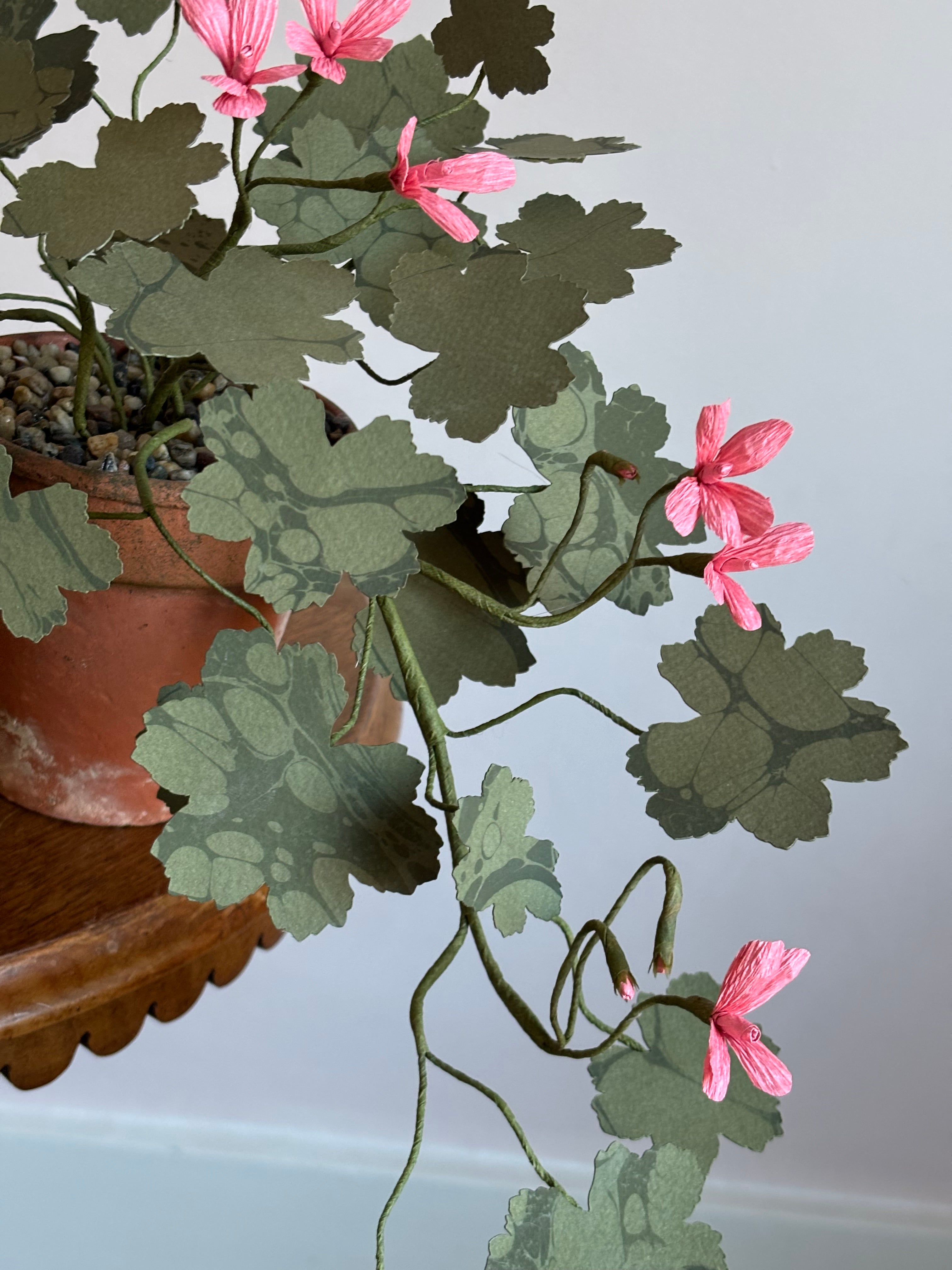 Paper Geranium, trailing
