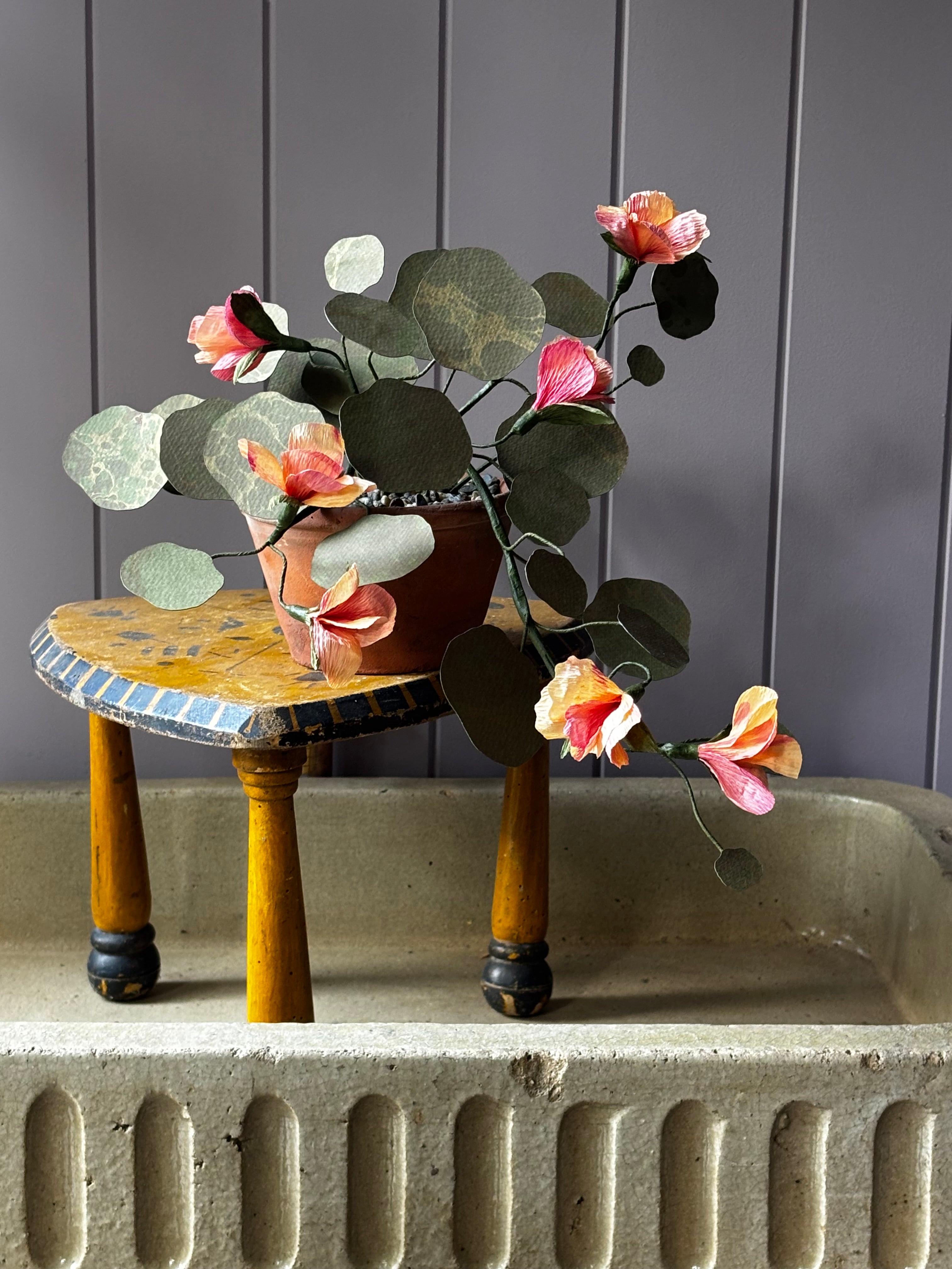 Paper Nasturtium, trailing
