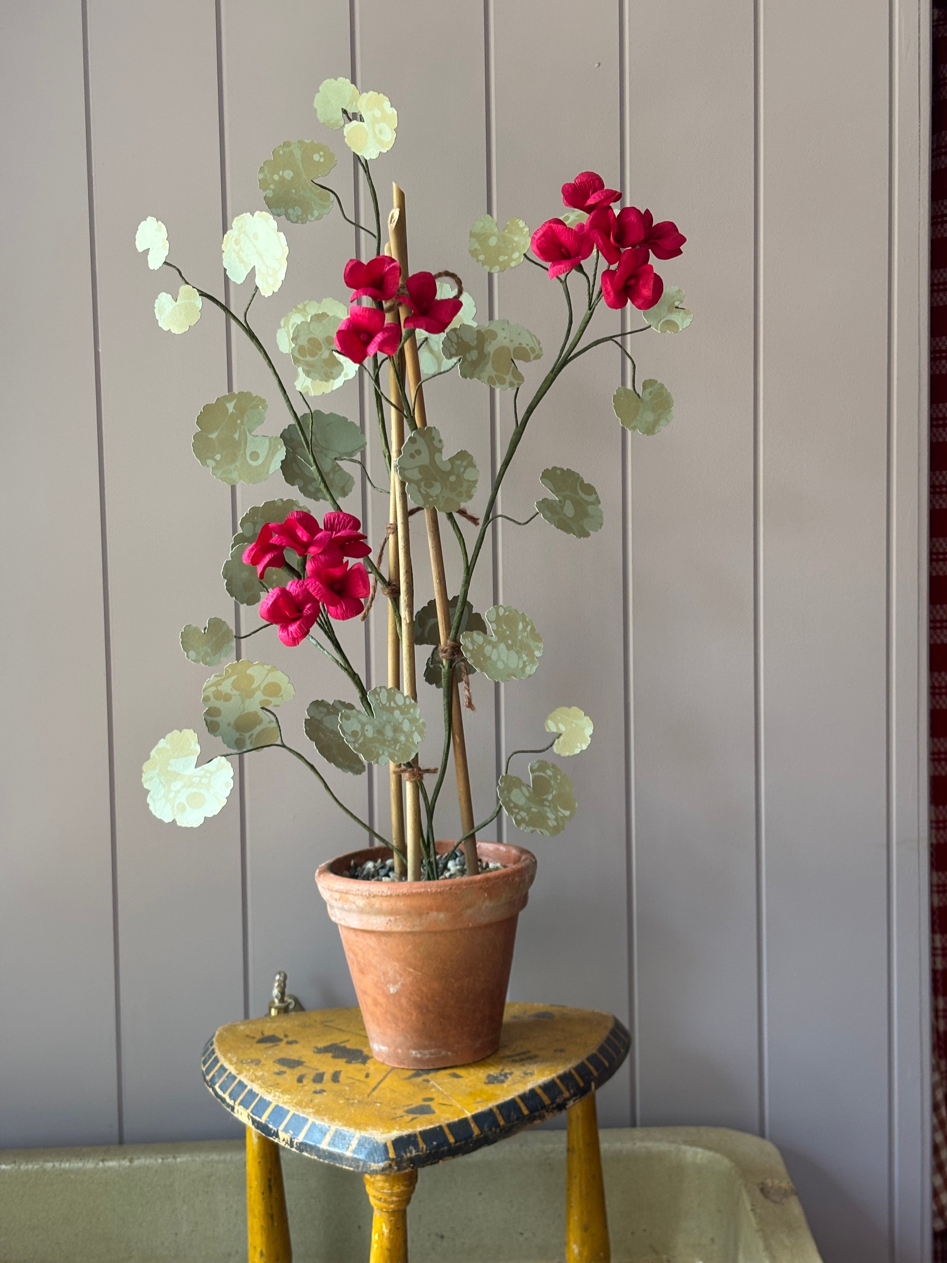 Paper geranium