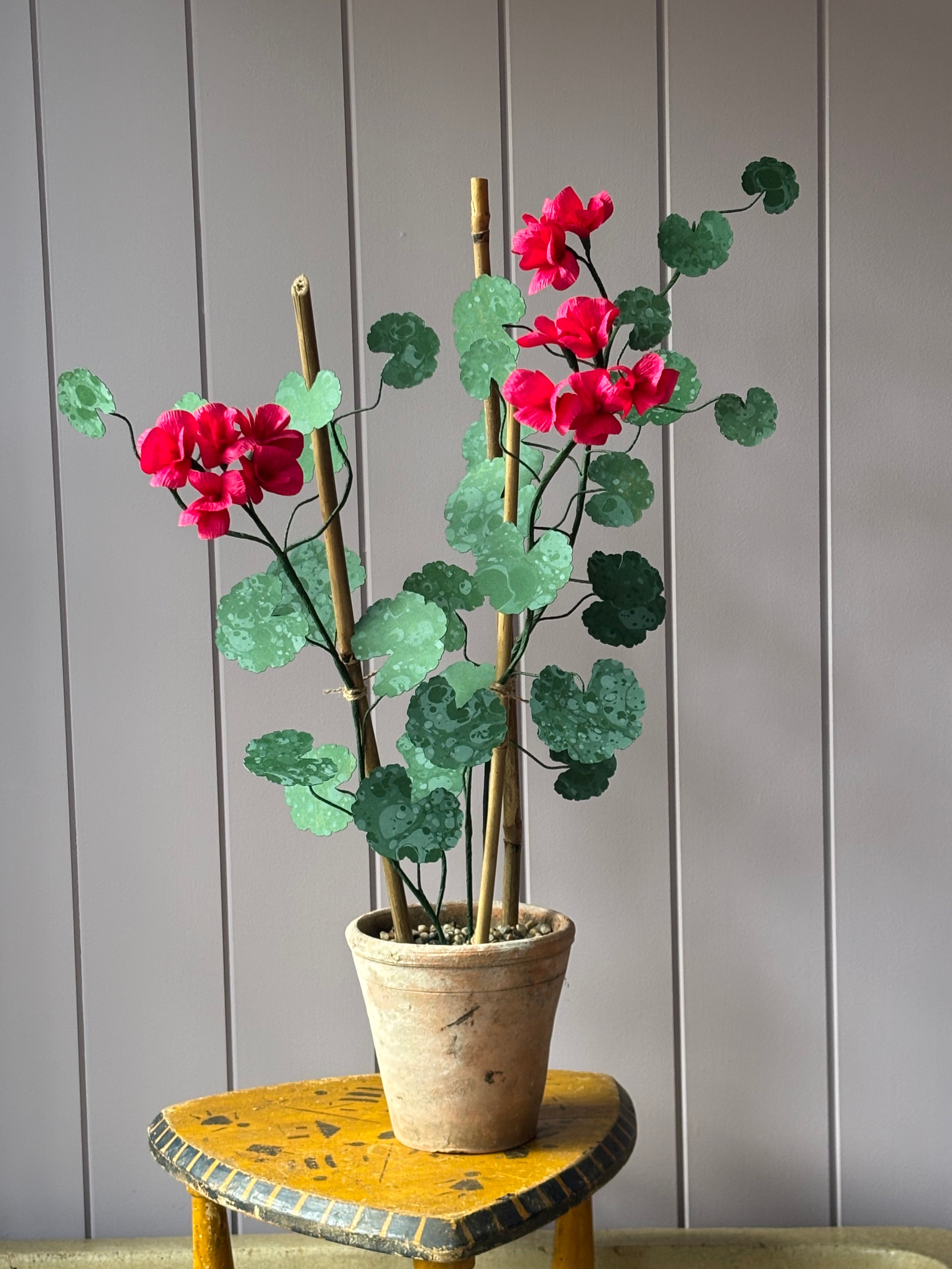 Paper geranium
