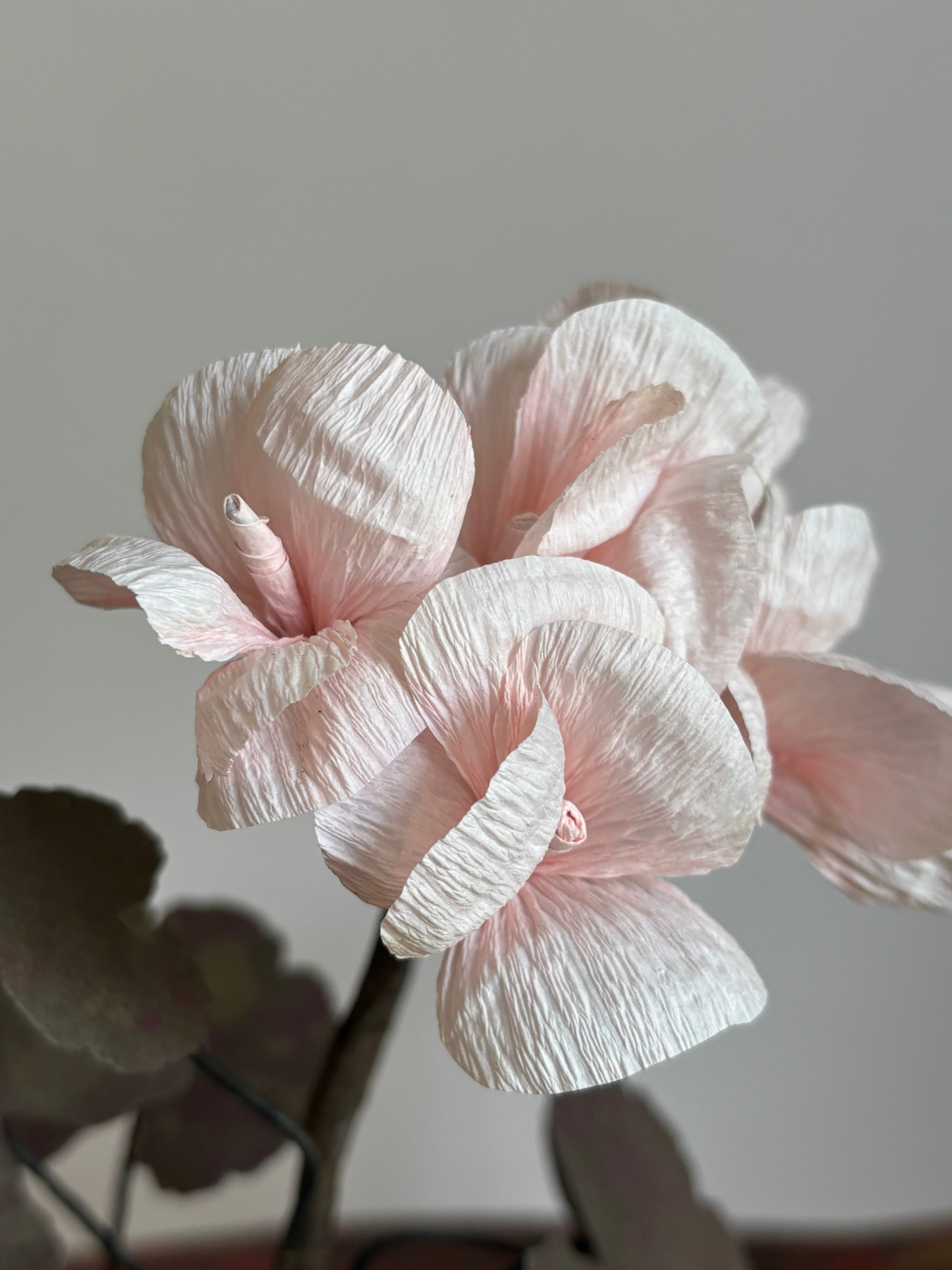 Paper Geranium