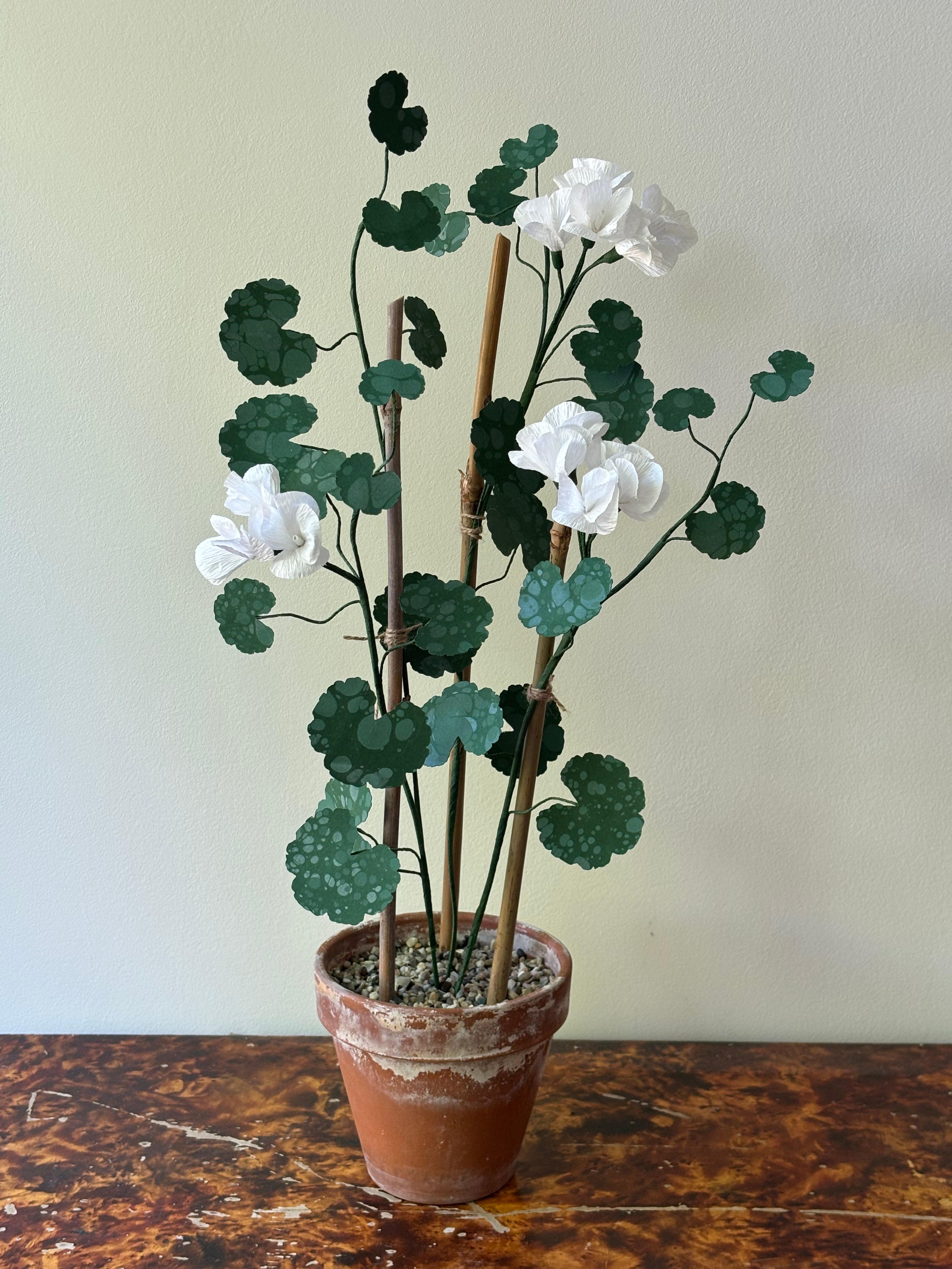 Paper Geranium