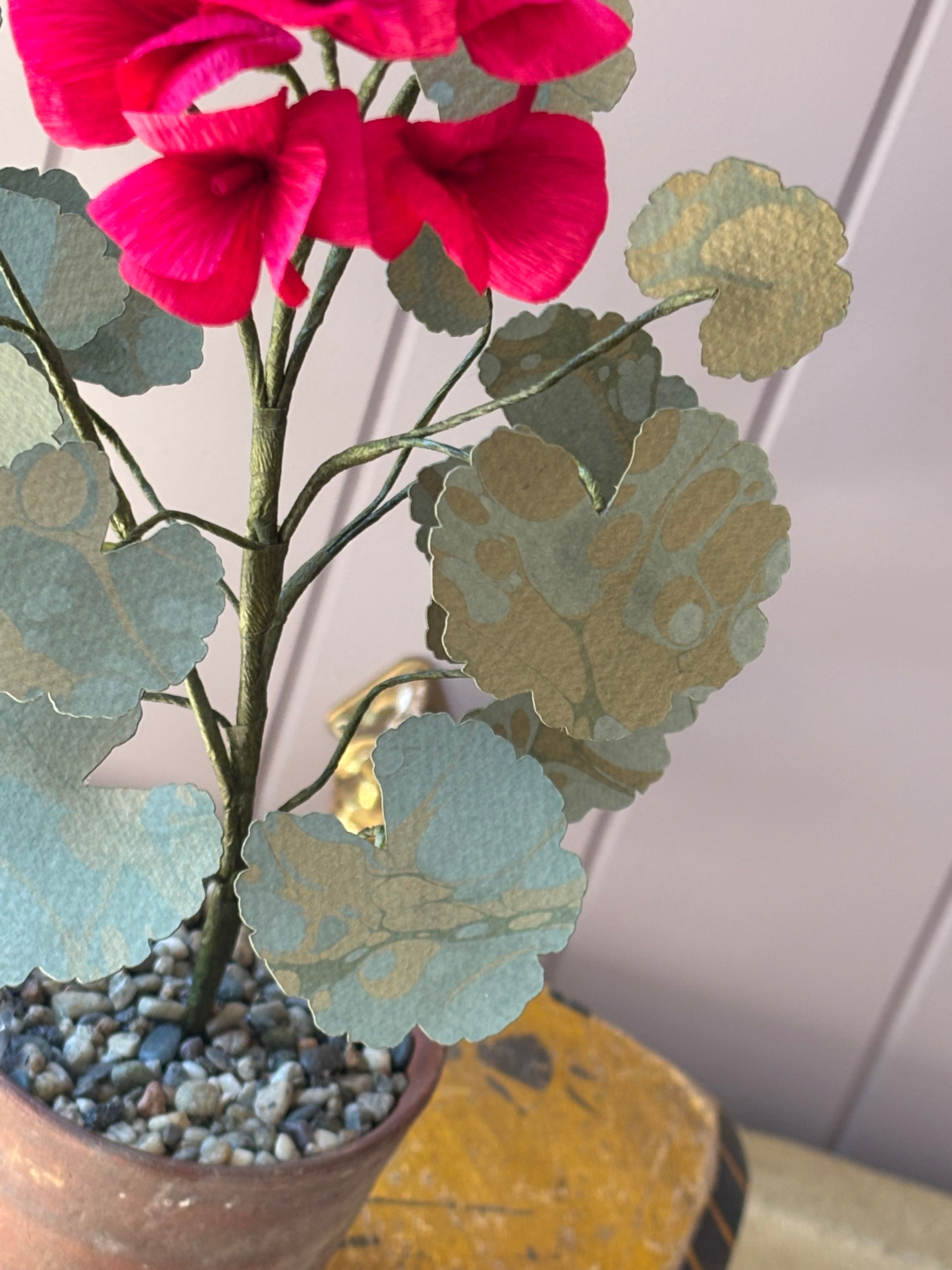 Paper geranium