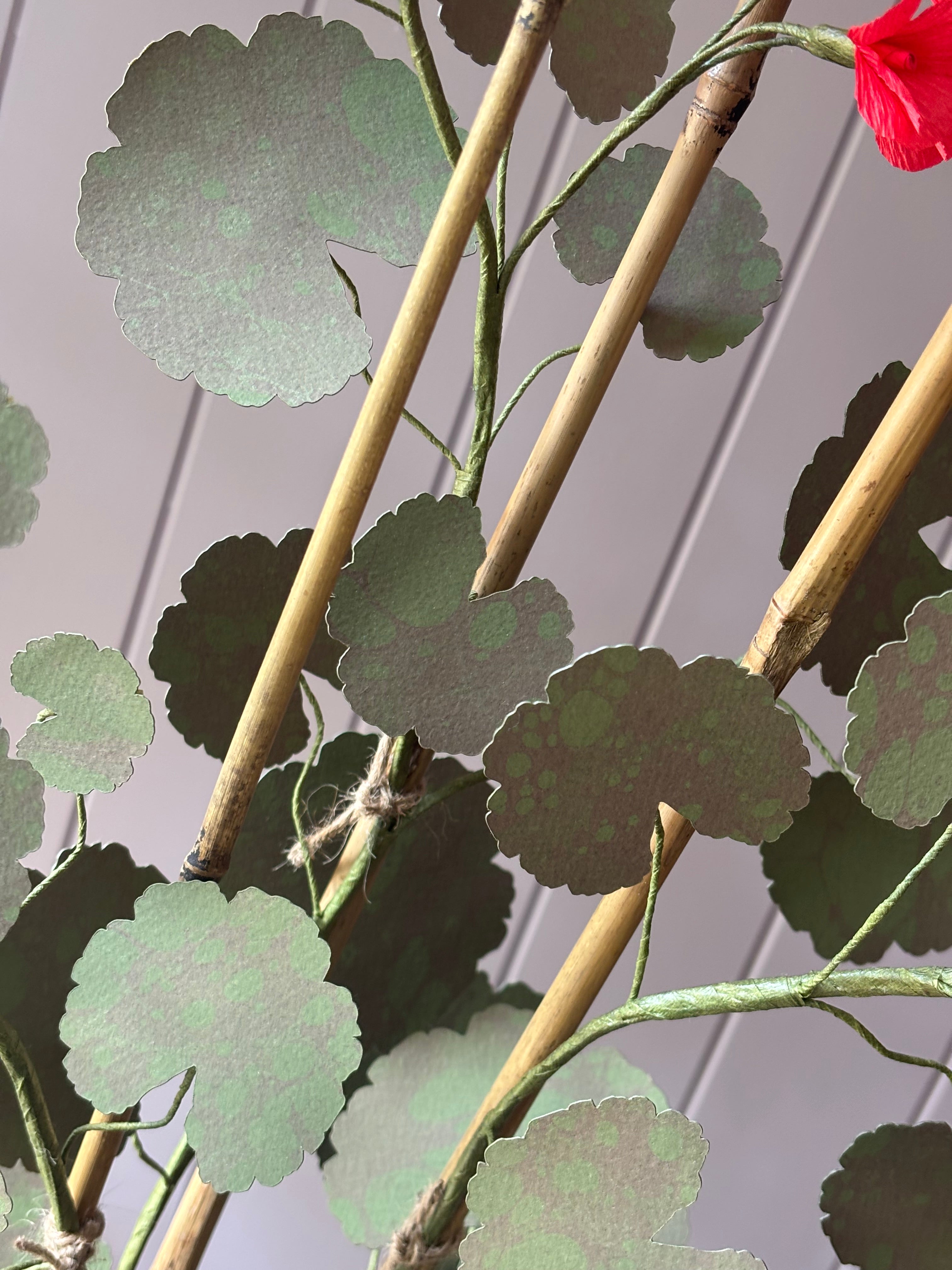 Paper geranium