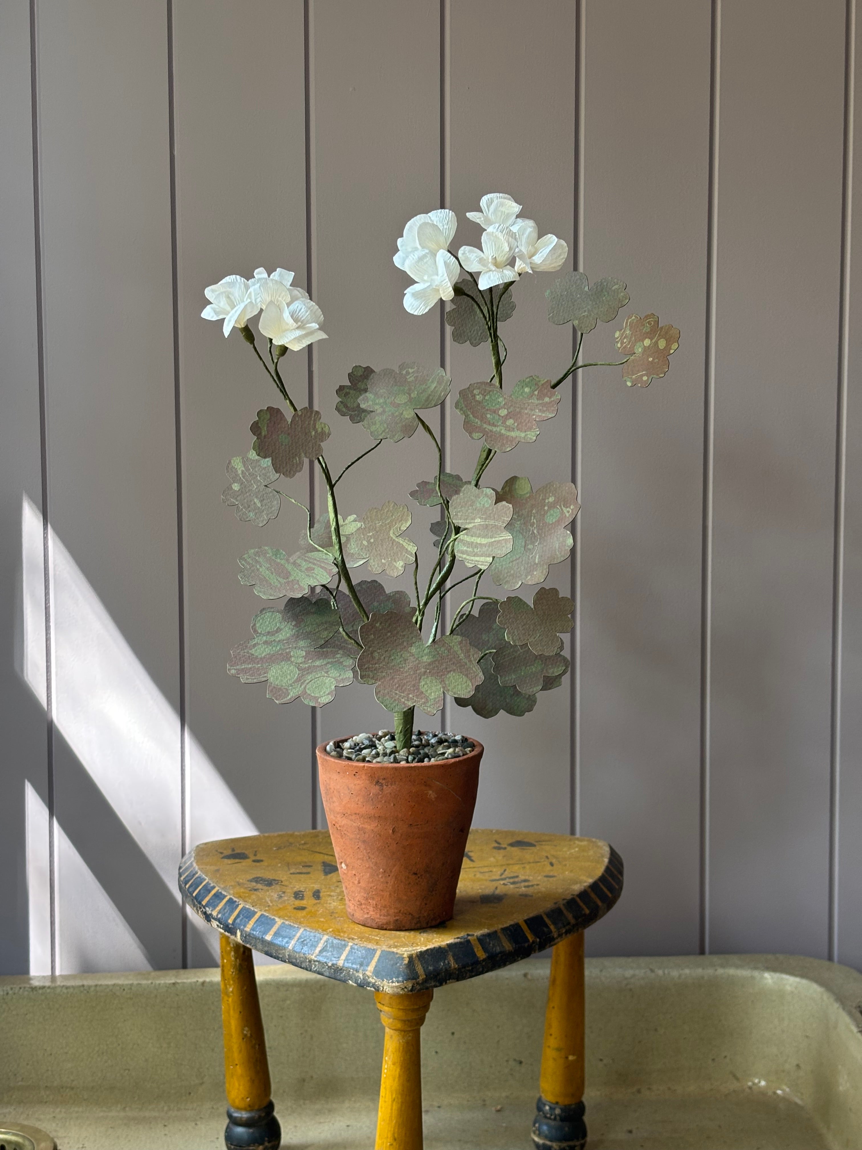 Paper geranium