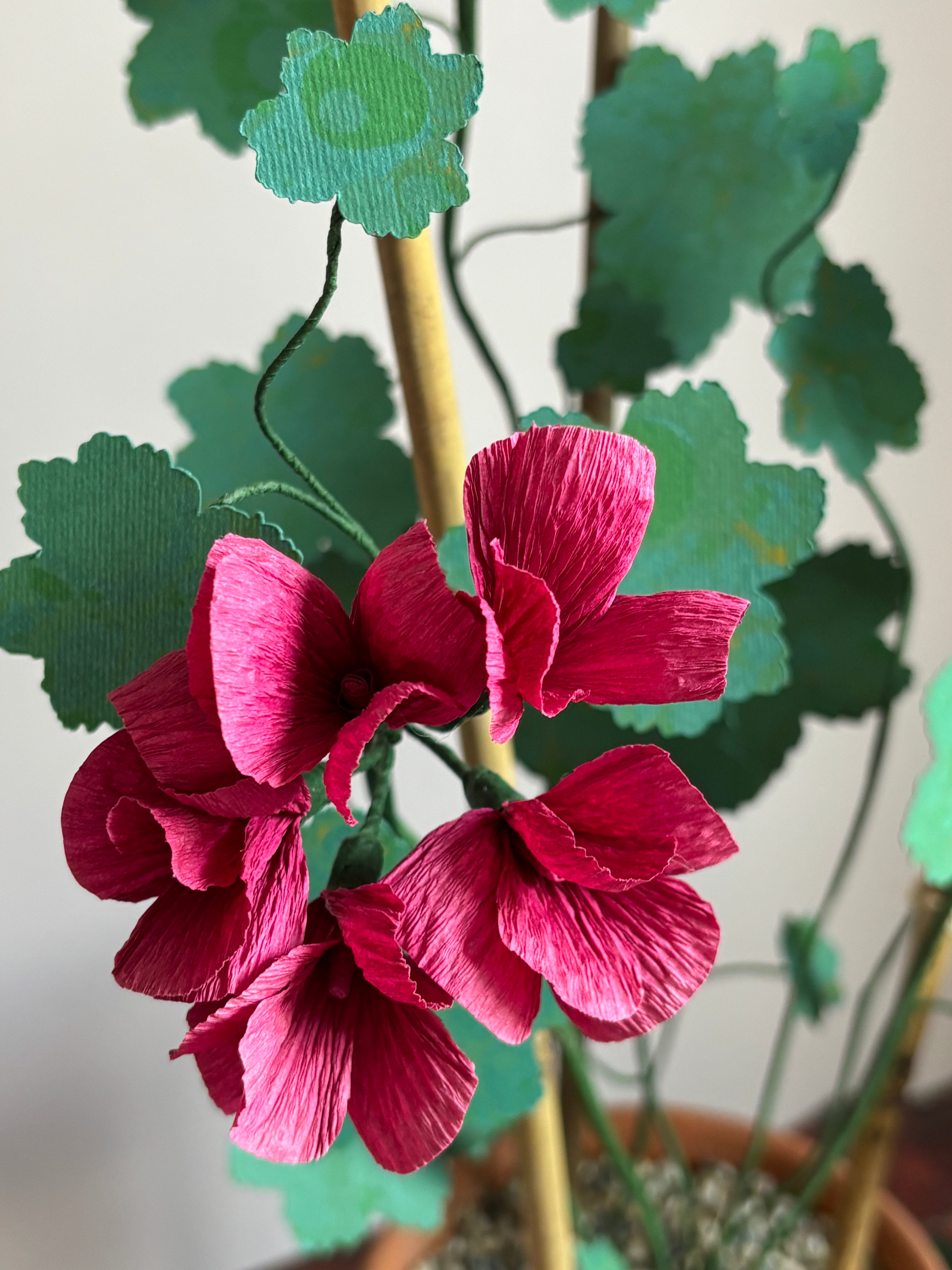 Paper Geranium