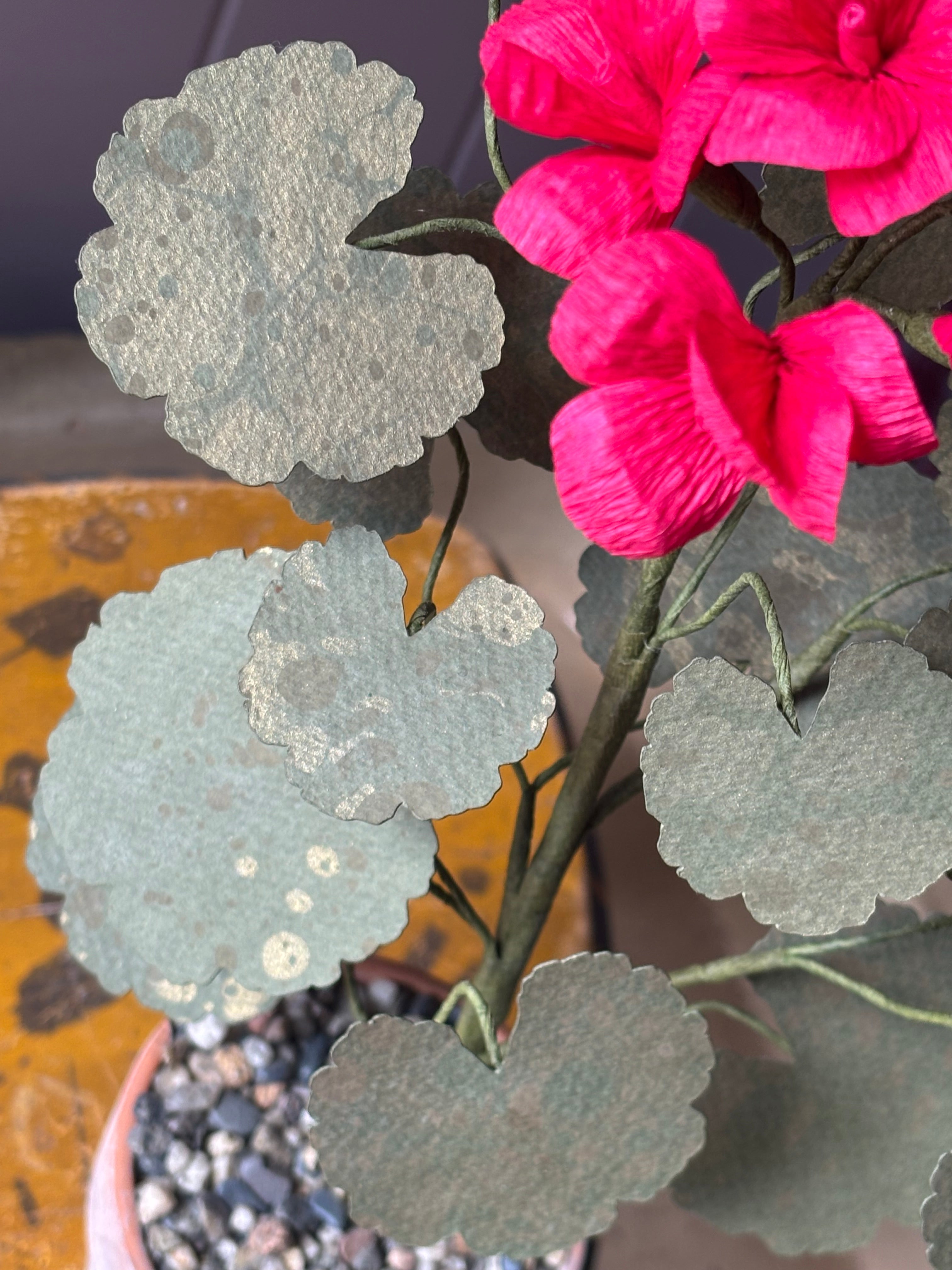 Paper geranium
