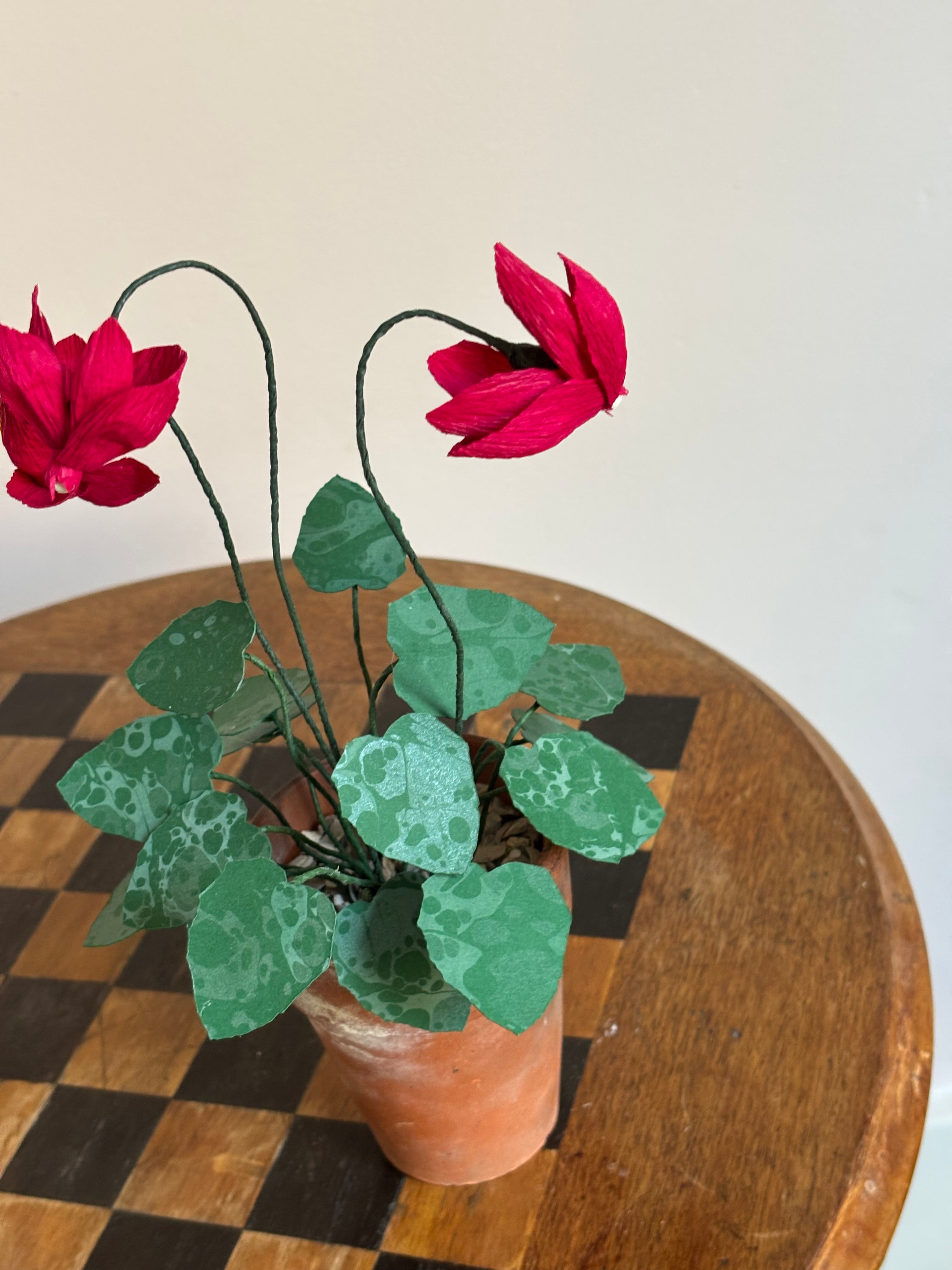 Cyclamen