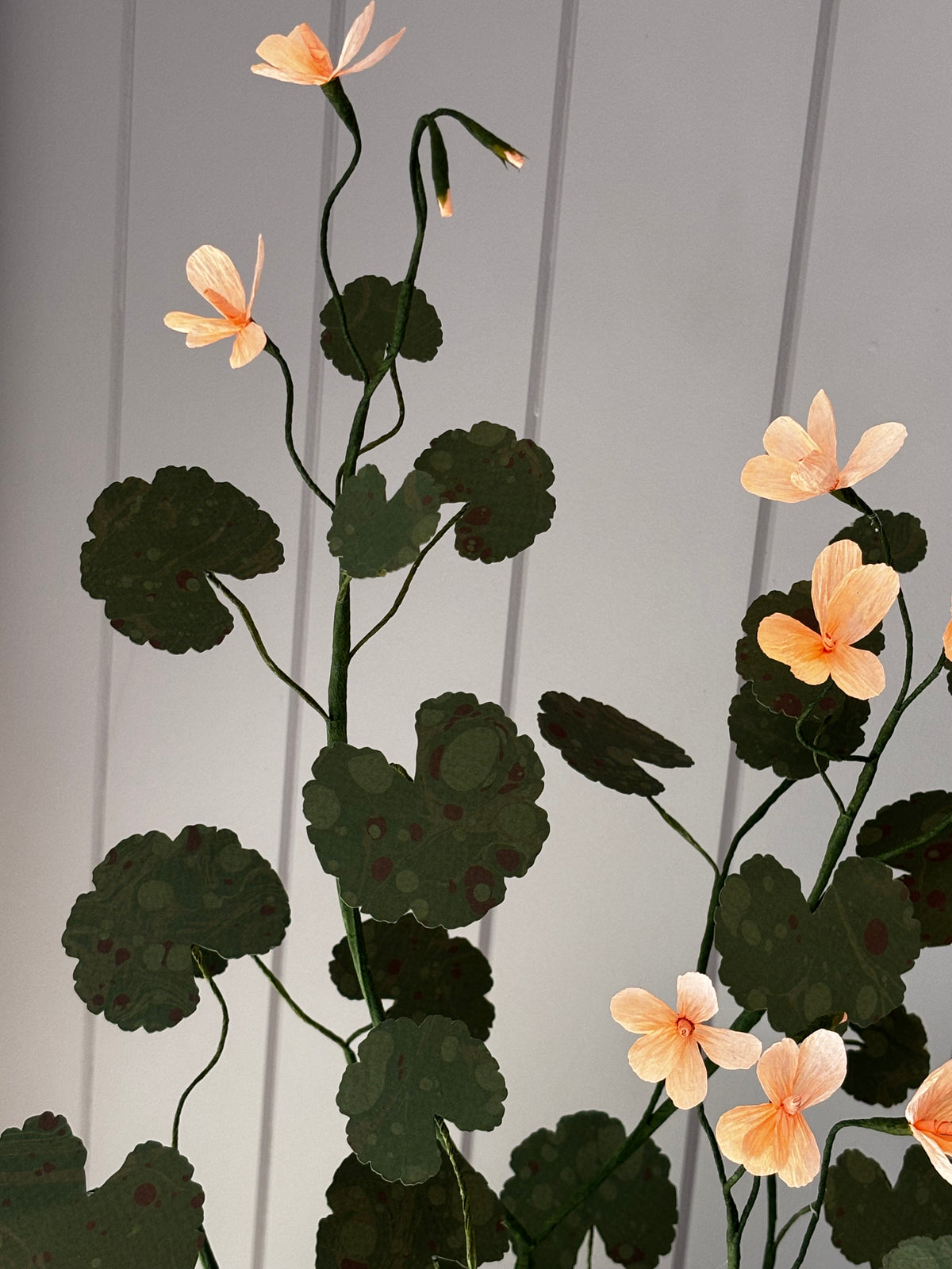 Paper geranium