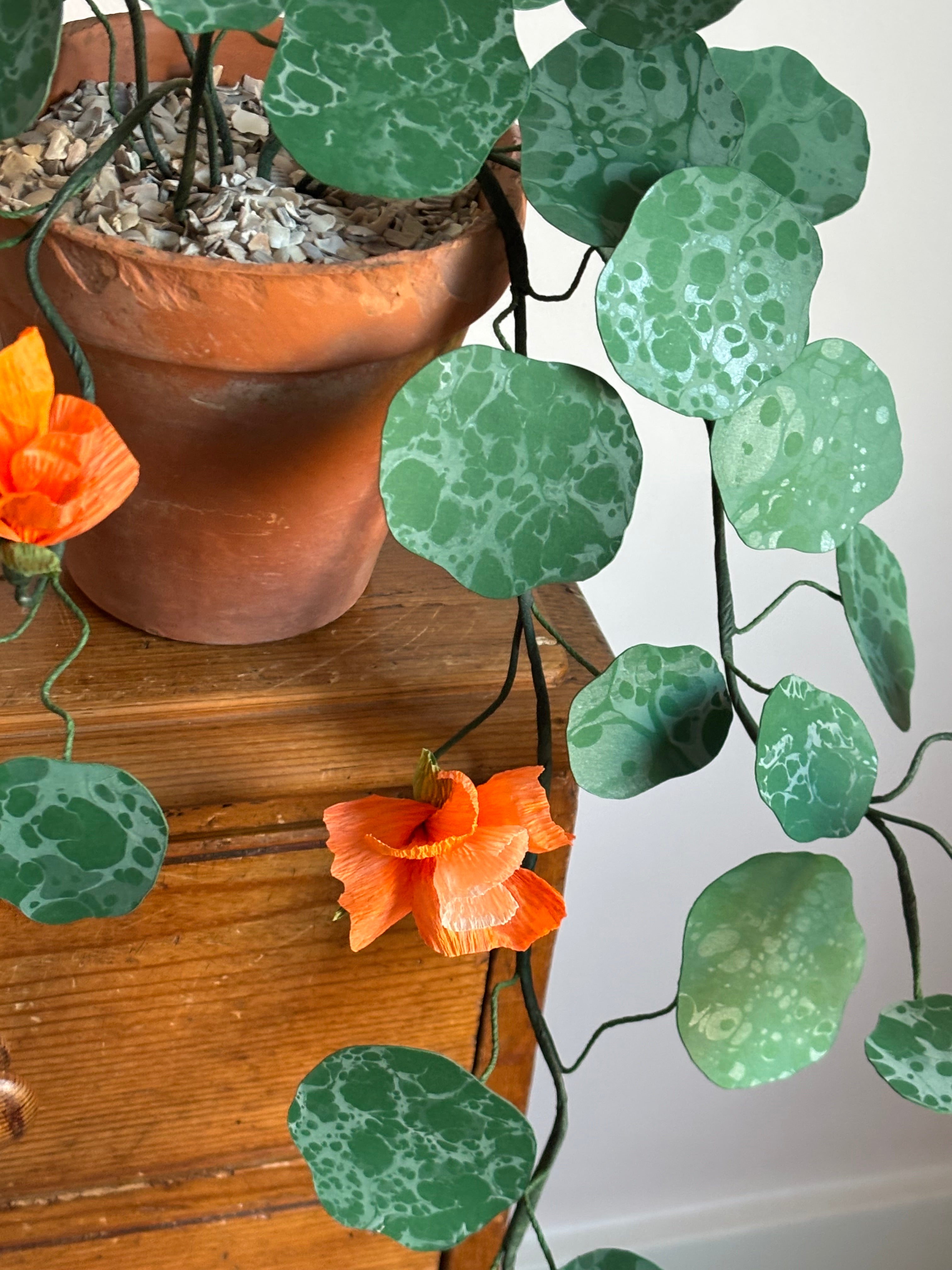 Nasturtium, trailing