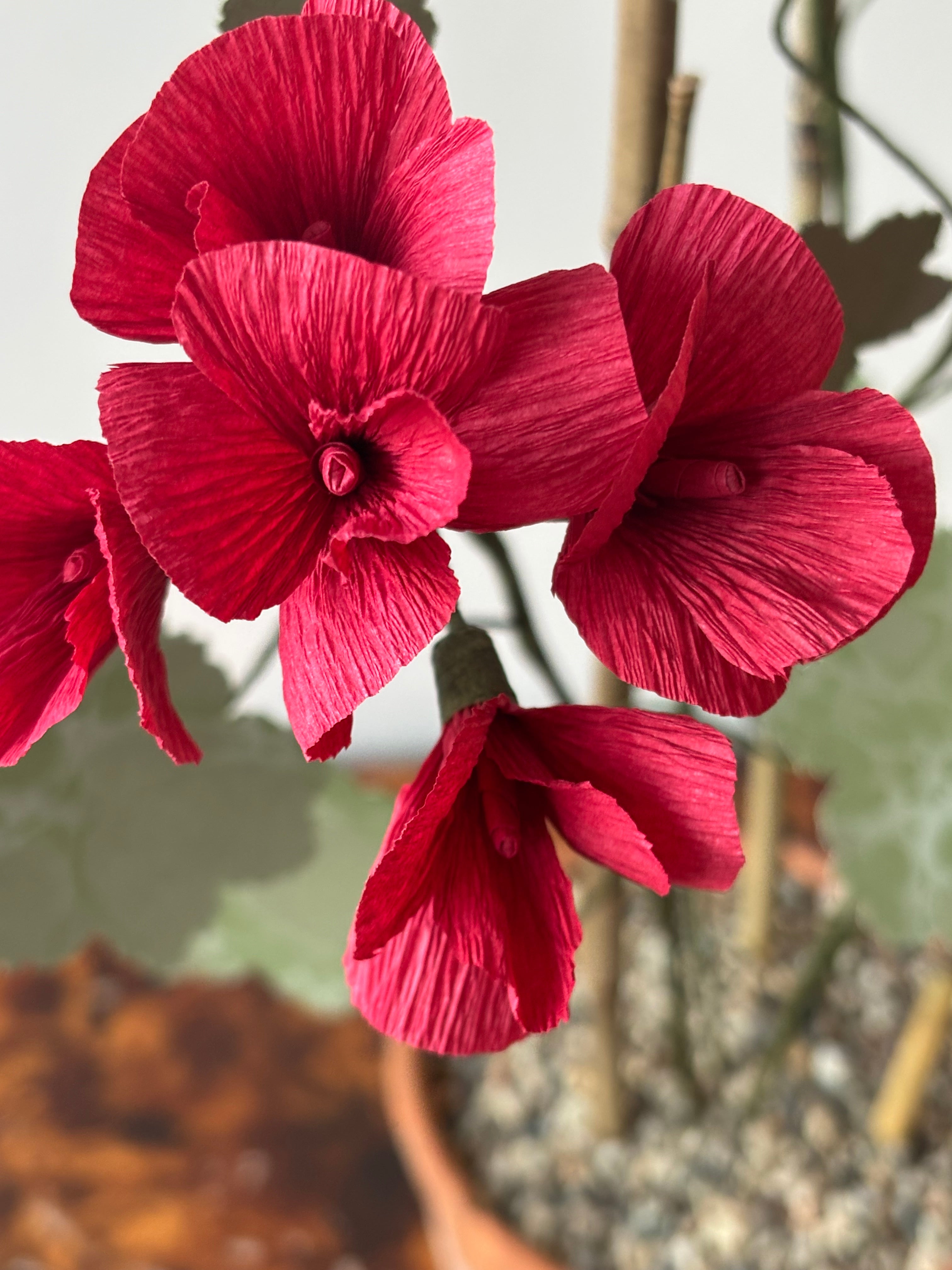 Paper Geranium