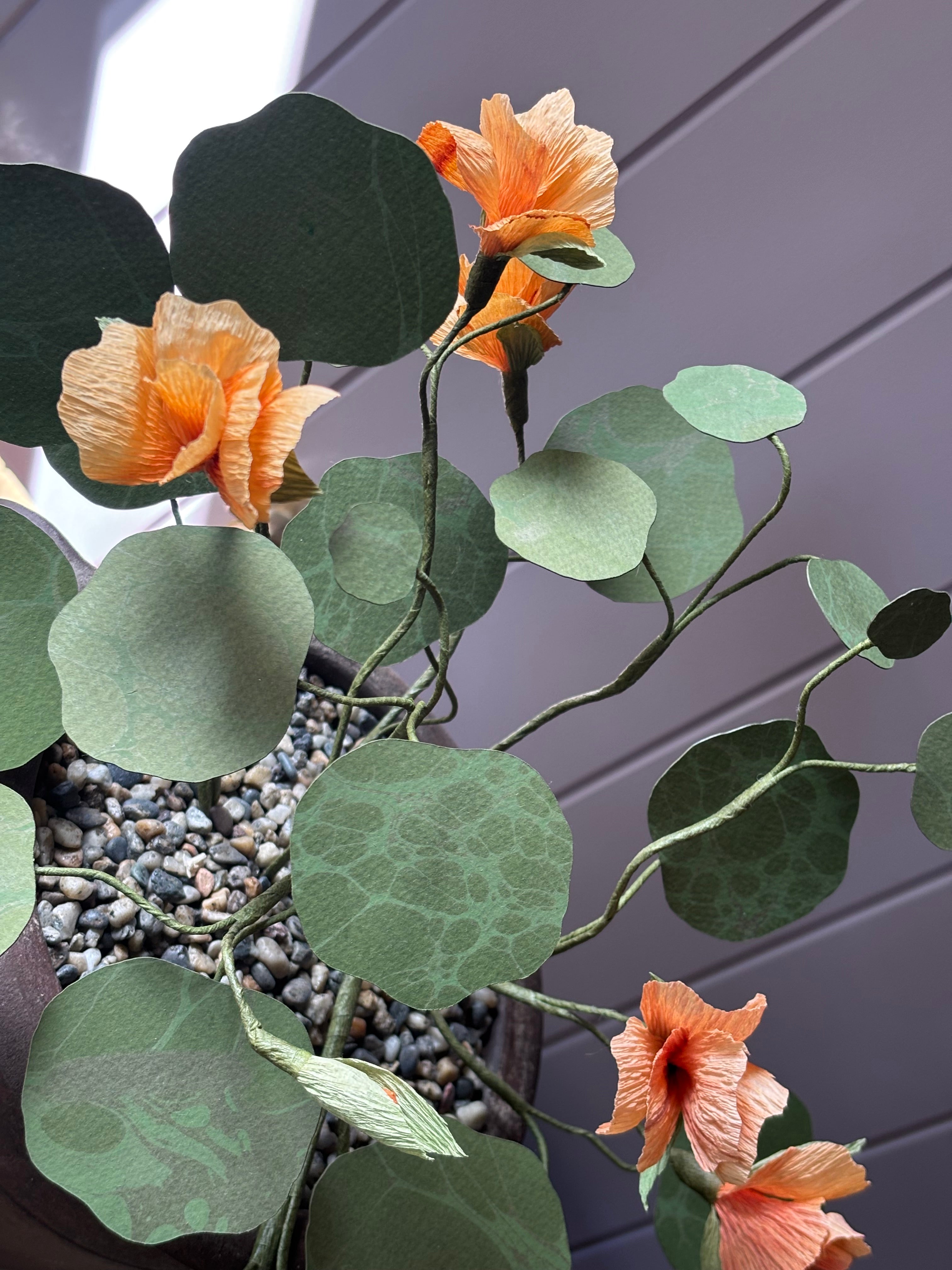Paper nasturtium