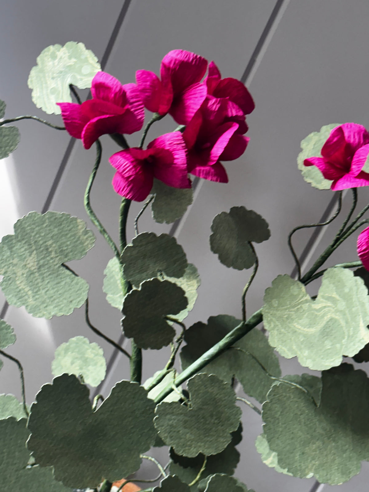 Paper geranium