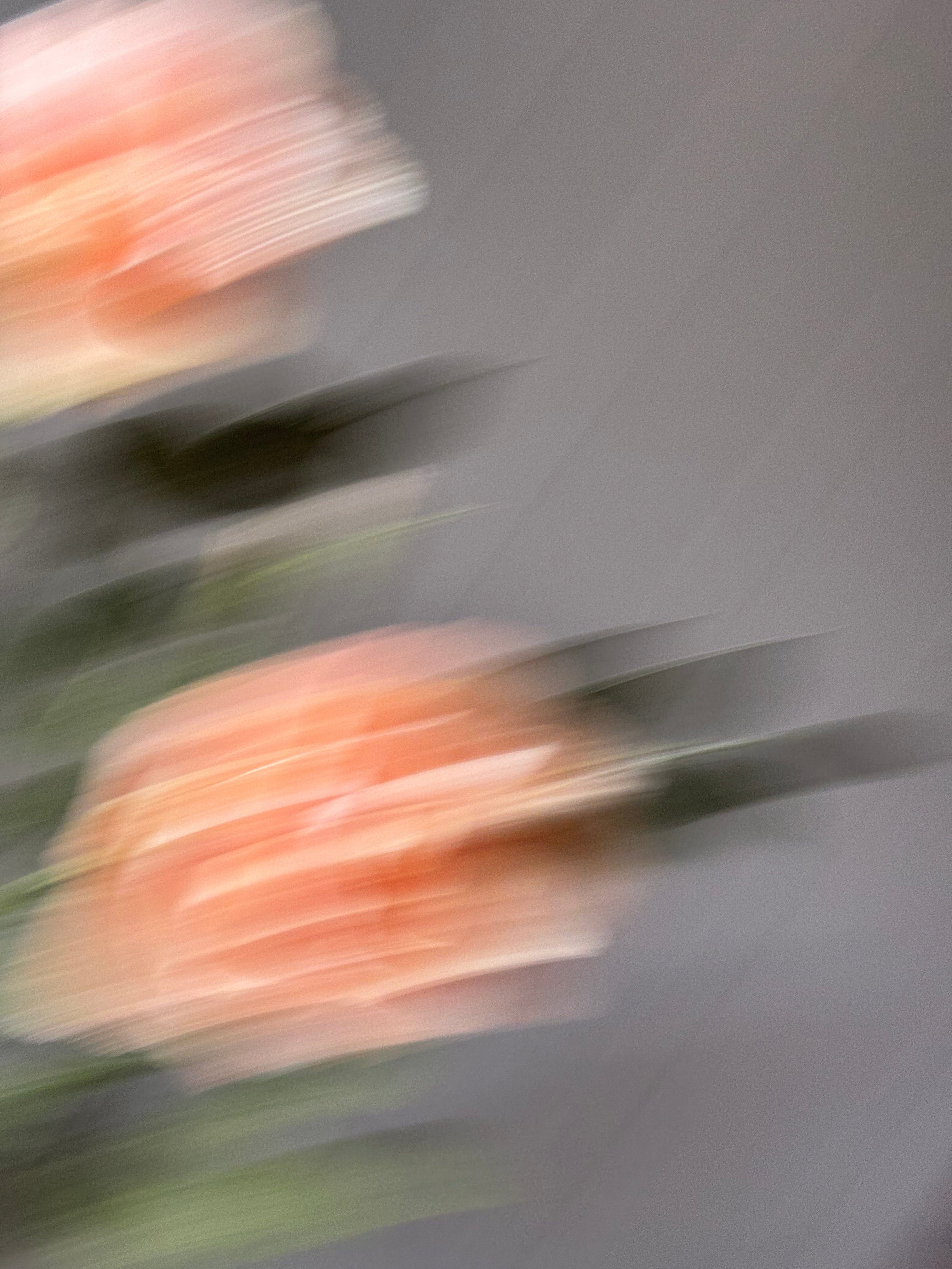Paper Shrub Rose