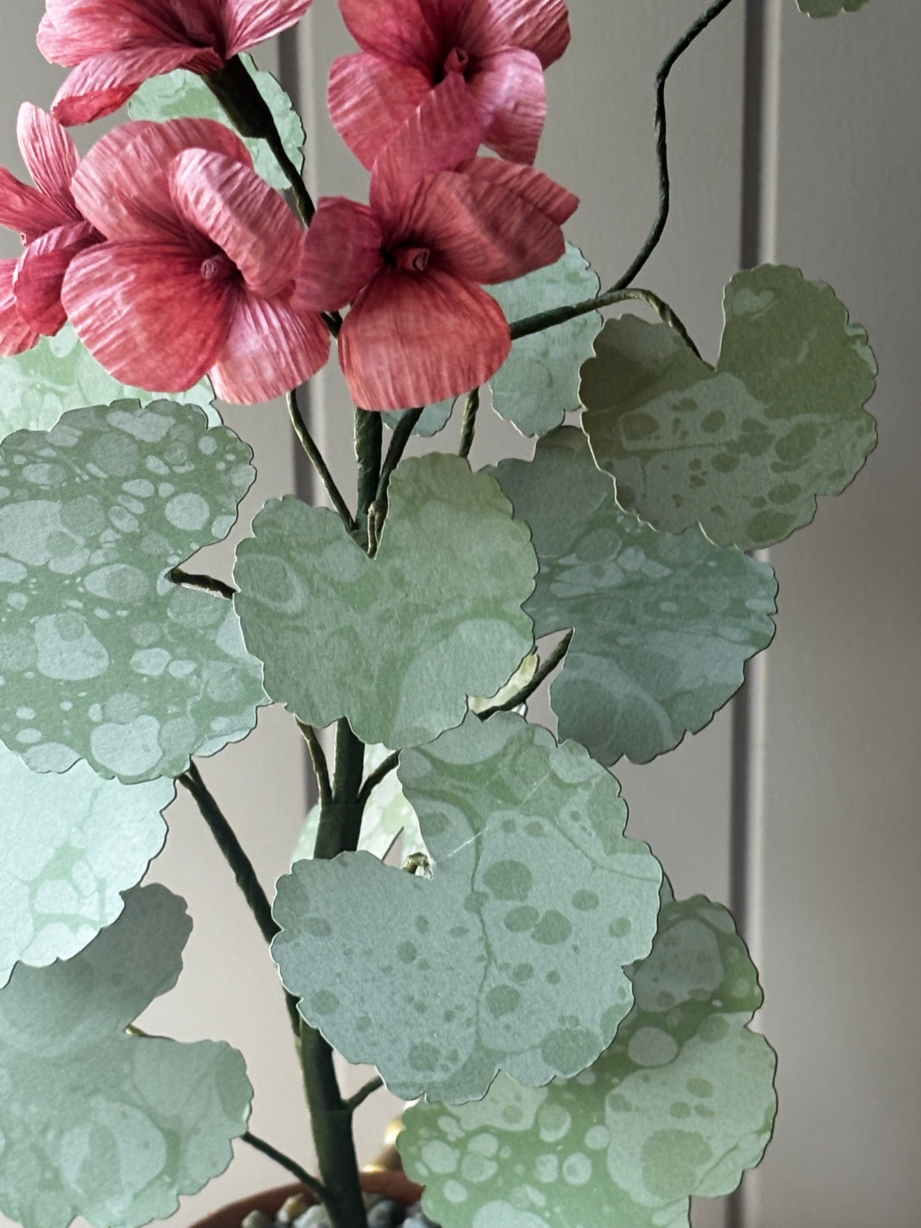 Paper geranium