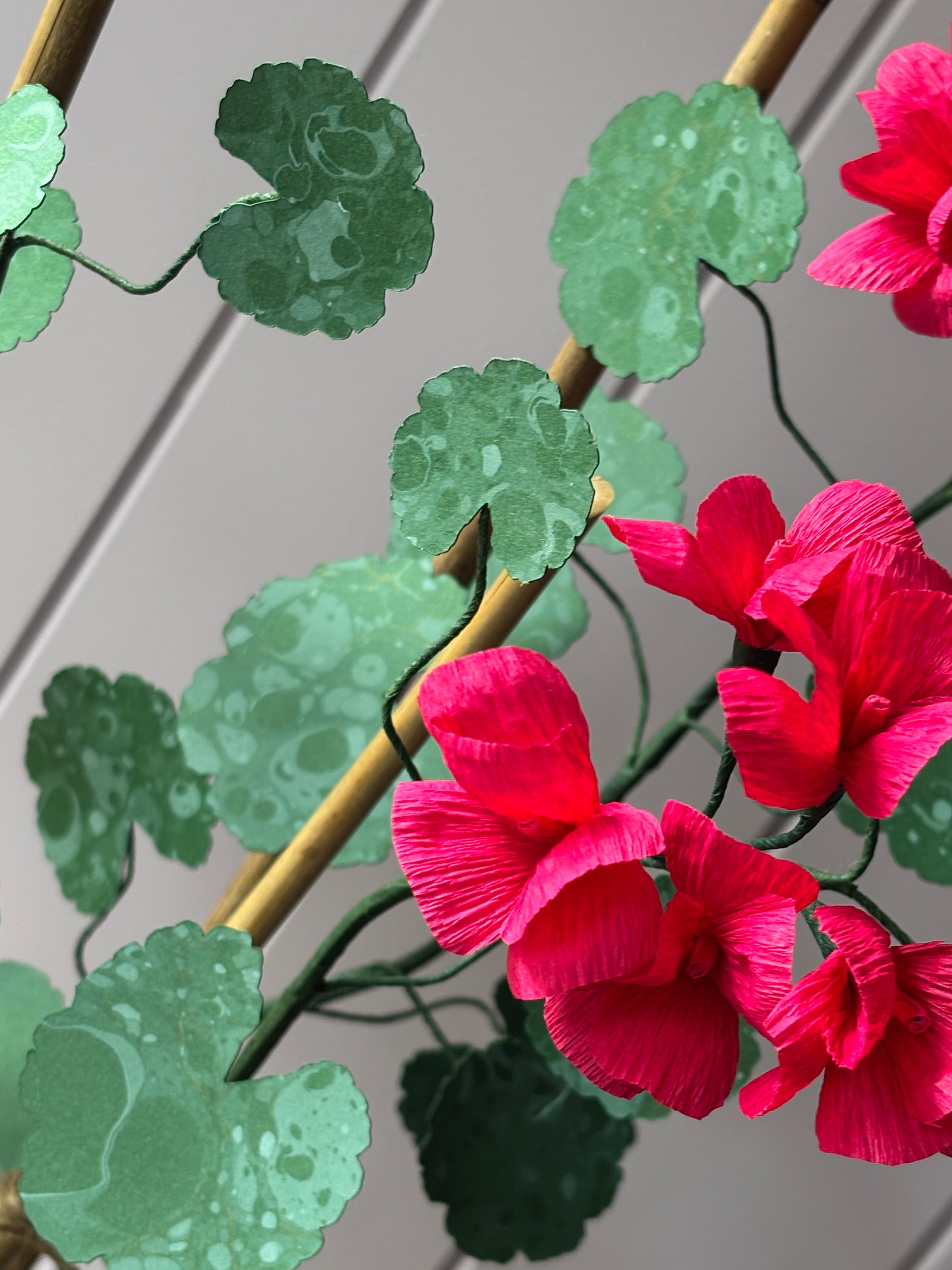 Paper geranium