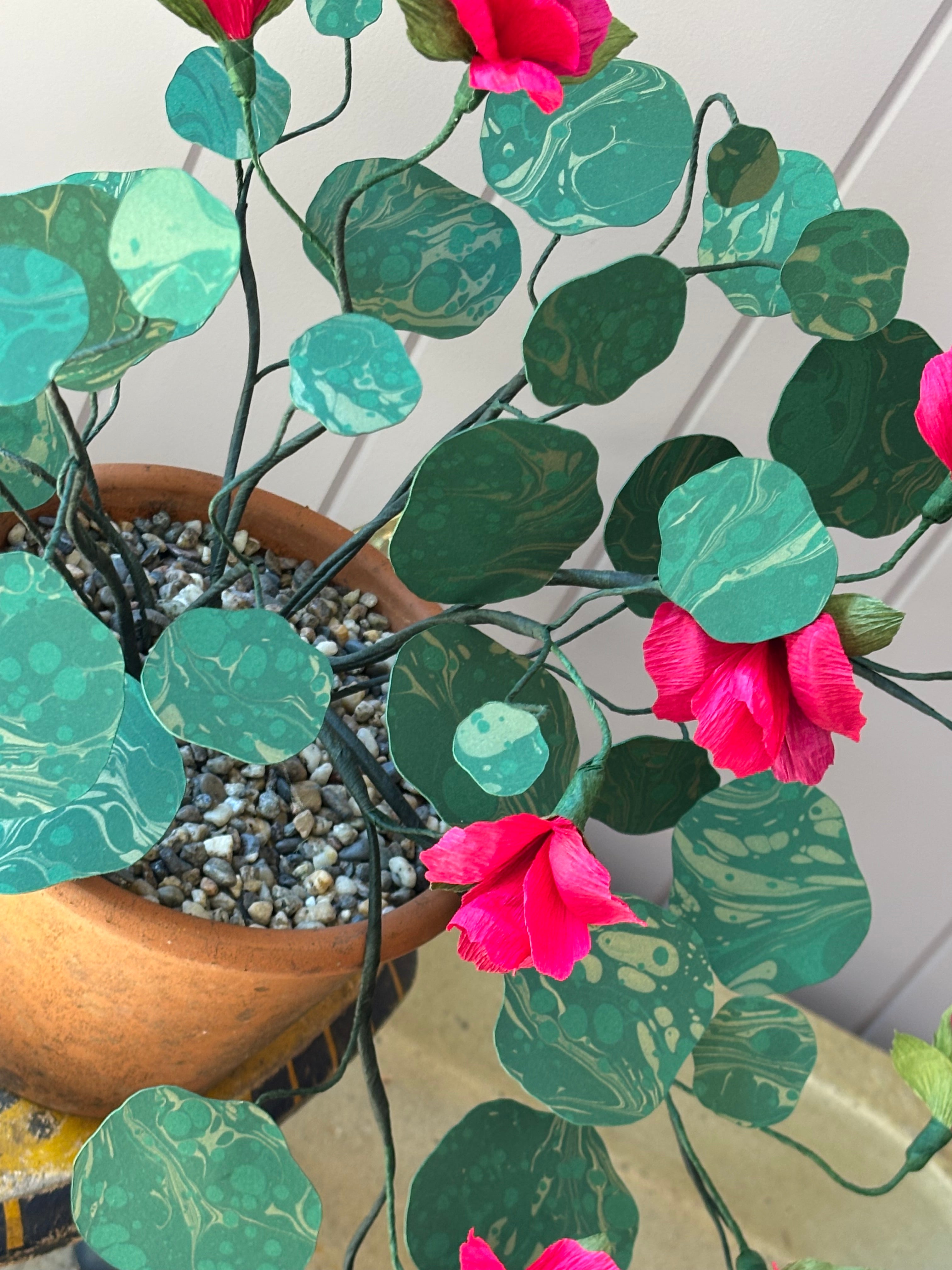 Paper Nasturtium, trailing