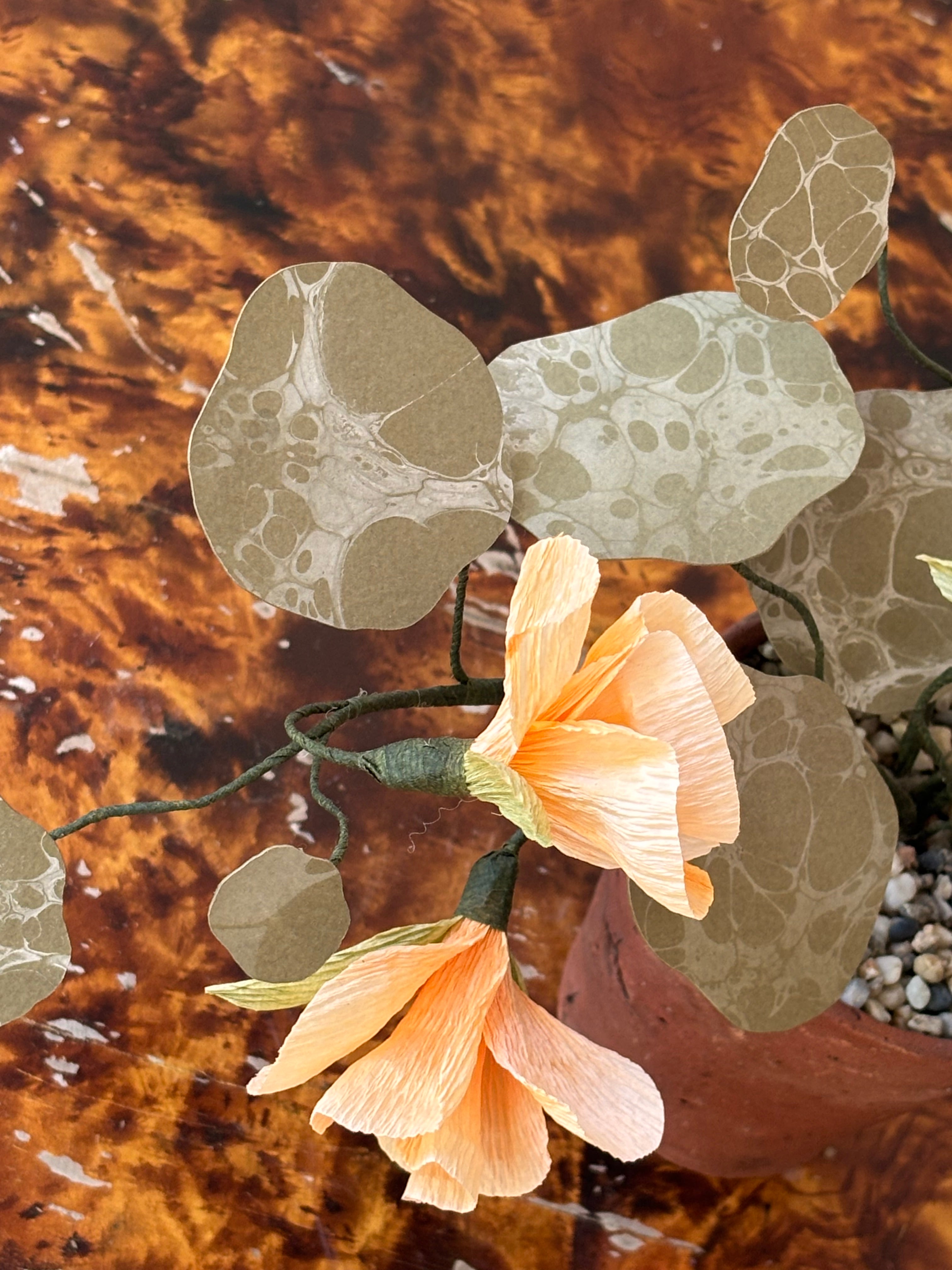 Nasturtium, trailing