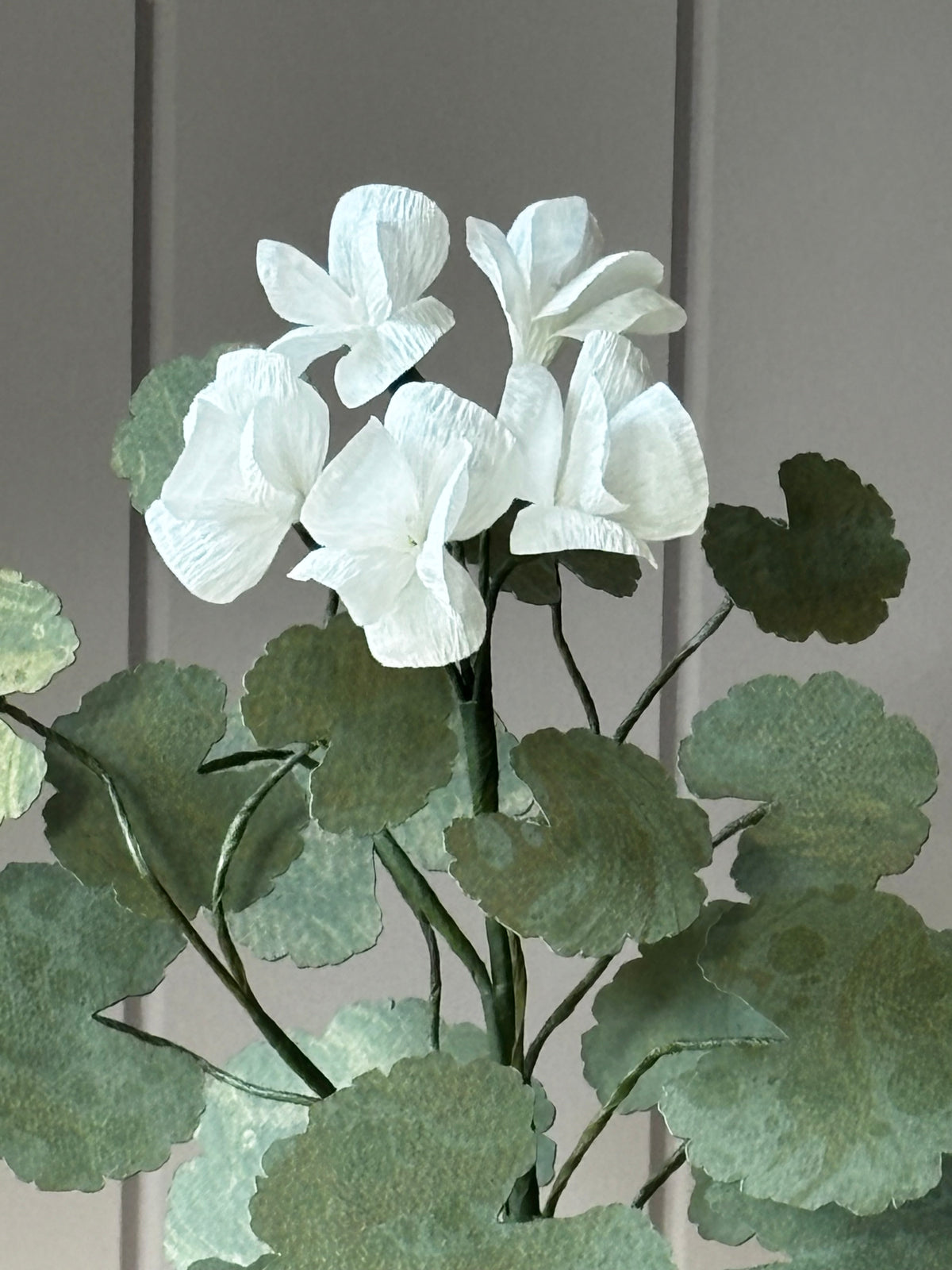 Paper geranium