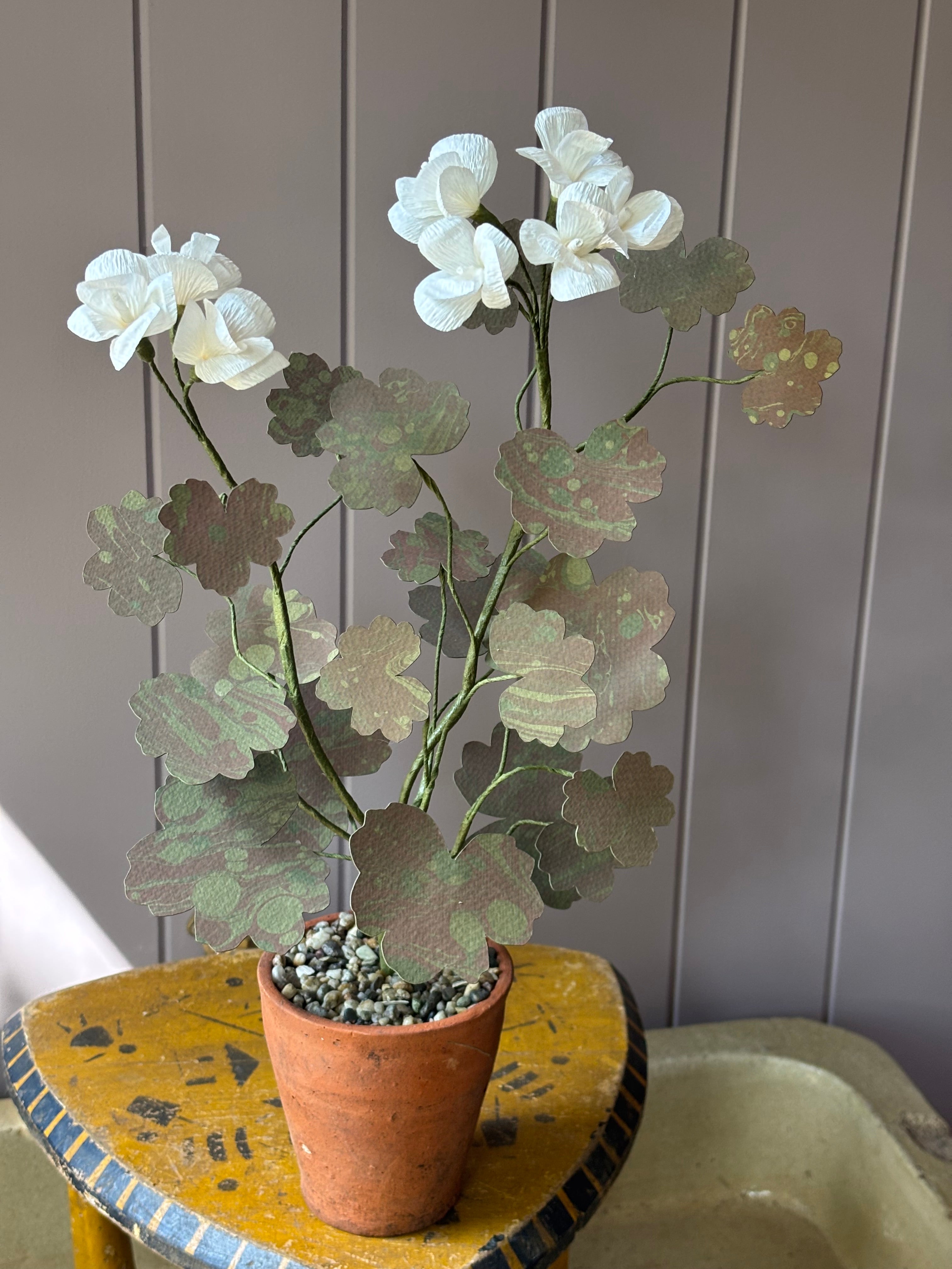 Paper geranium