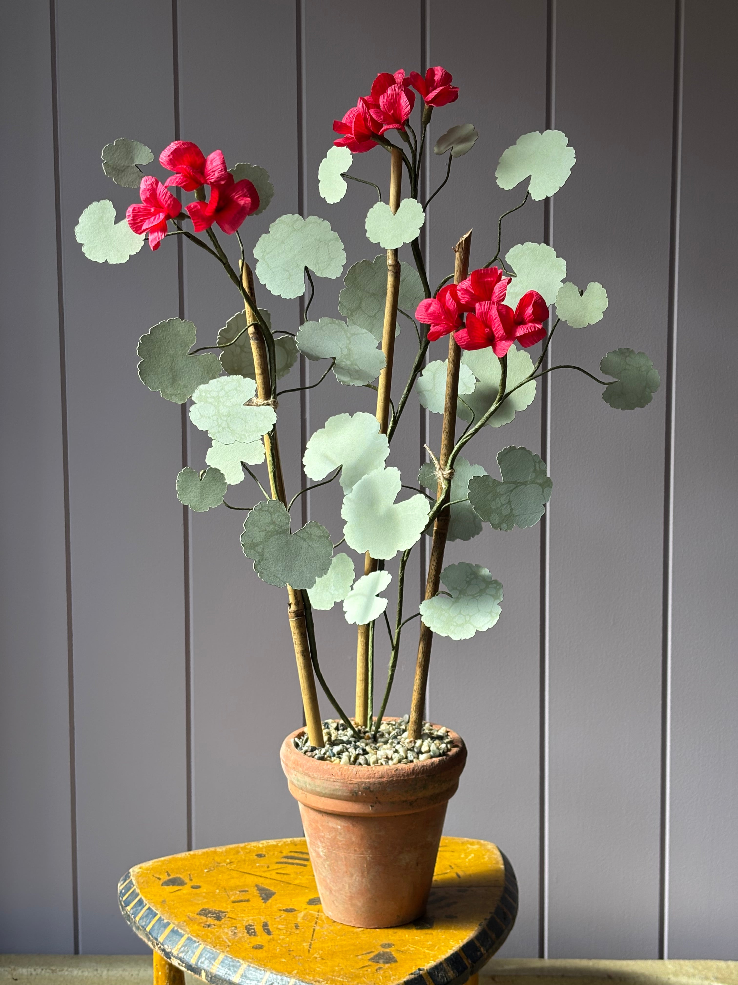 Paper geranium