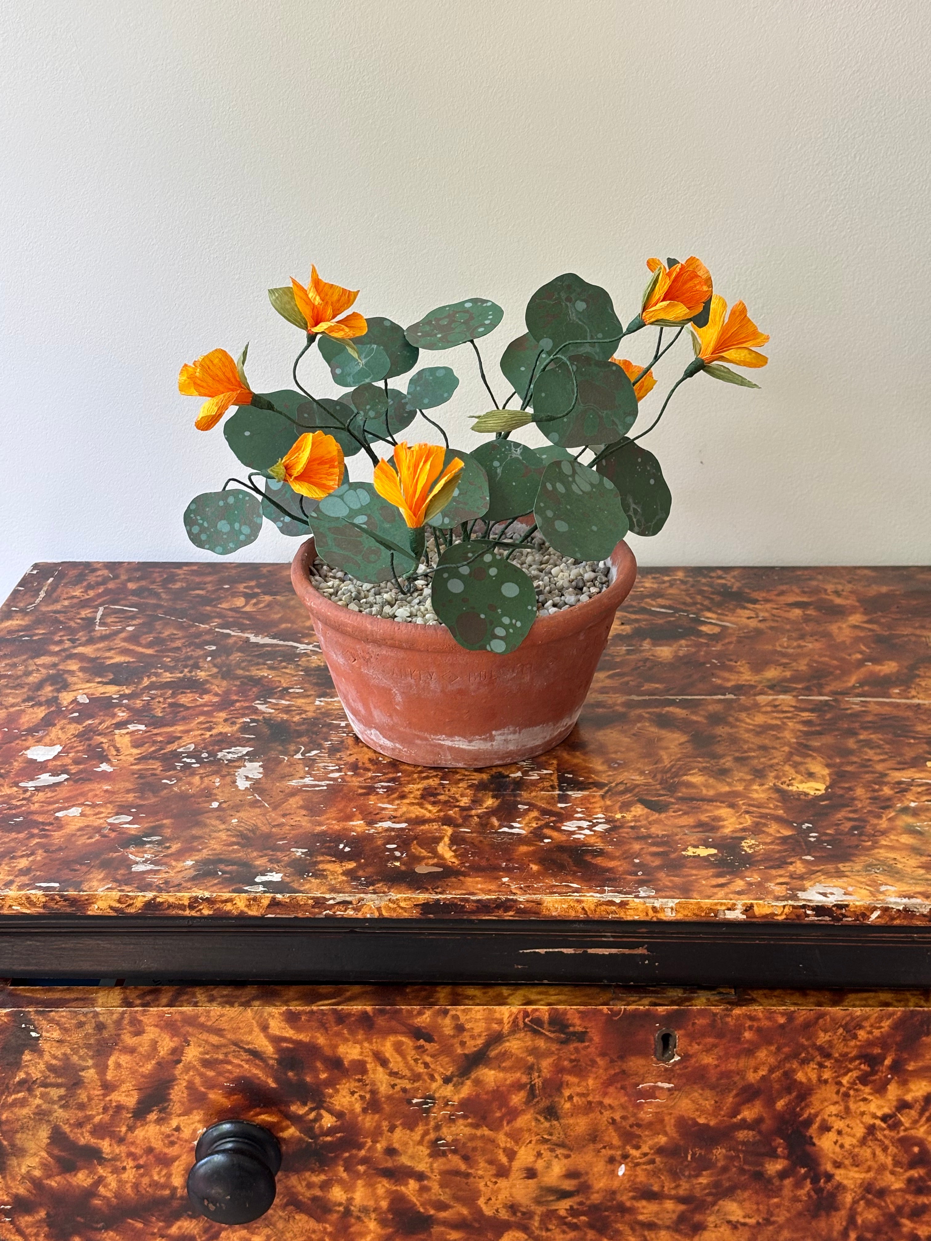 Nasturtium, trailing