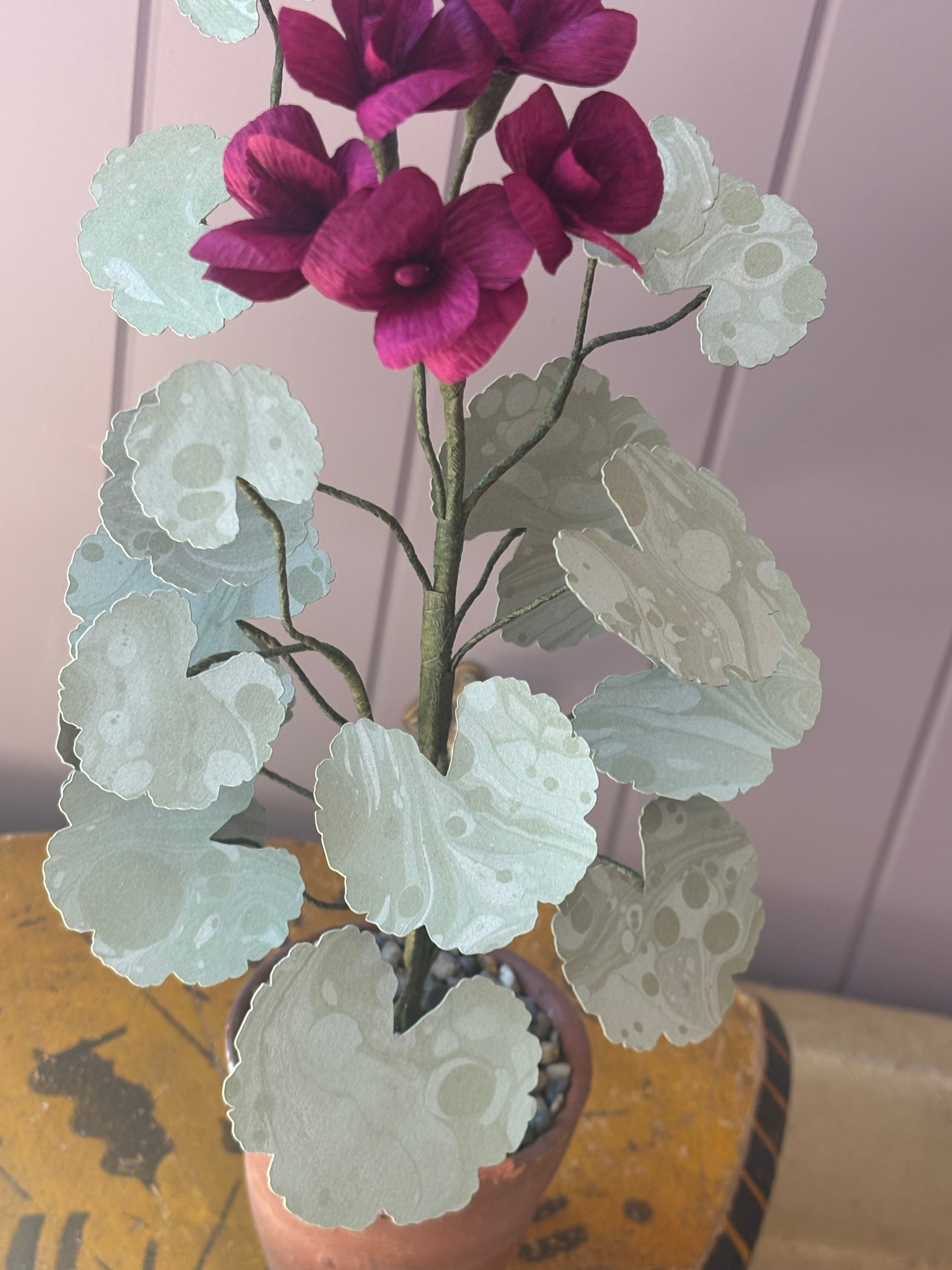 Paper geranium