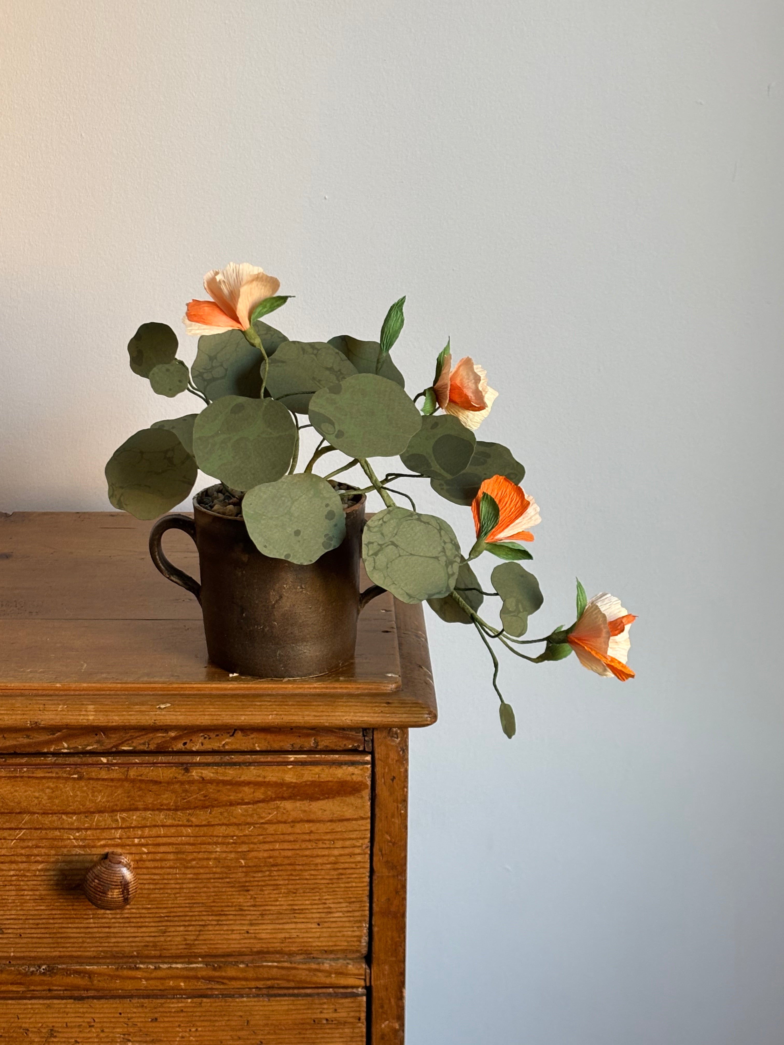 Nasturtium, trailing