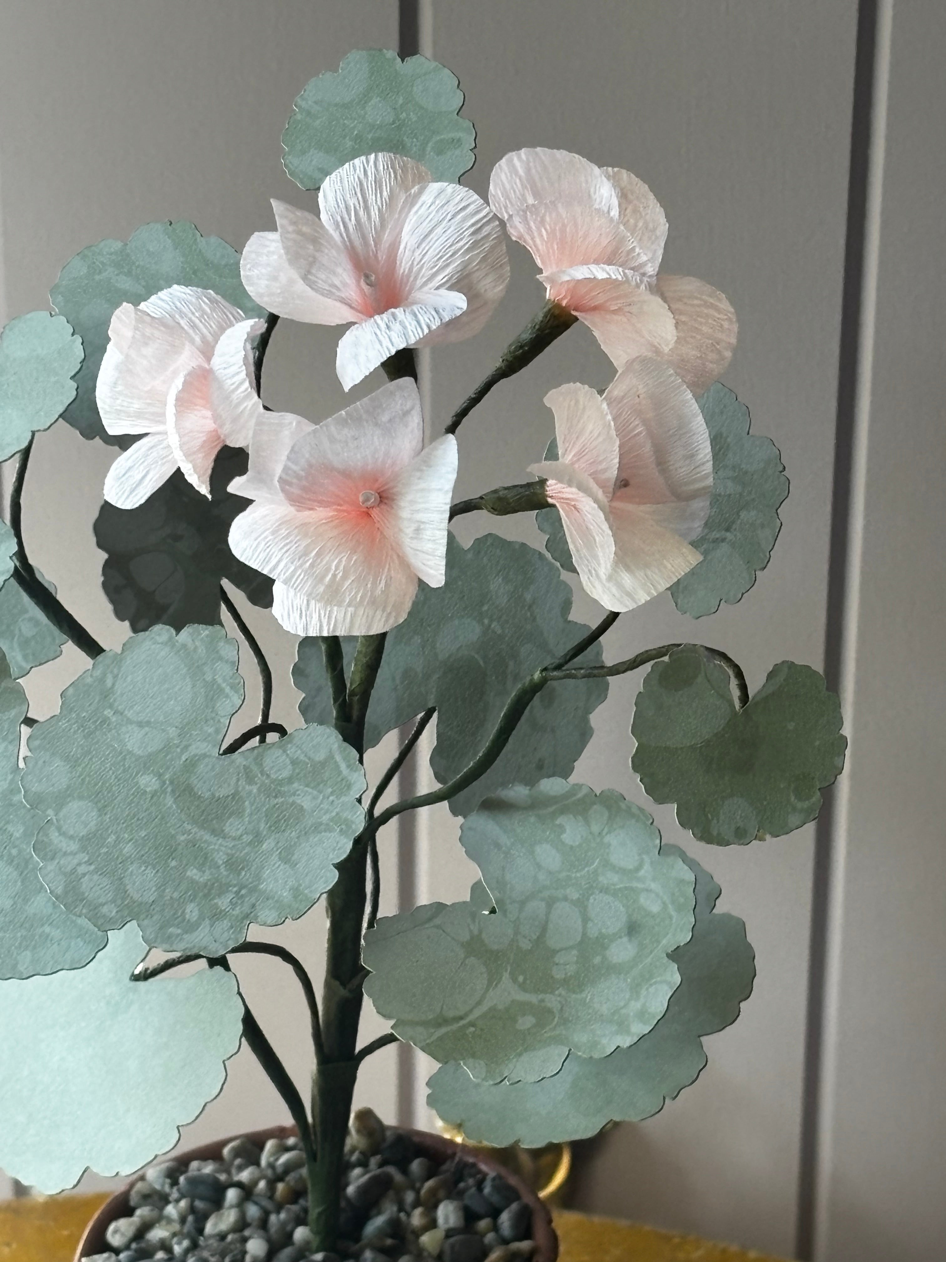 Paper geranium