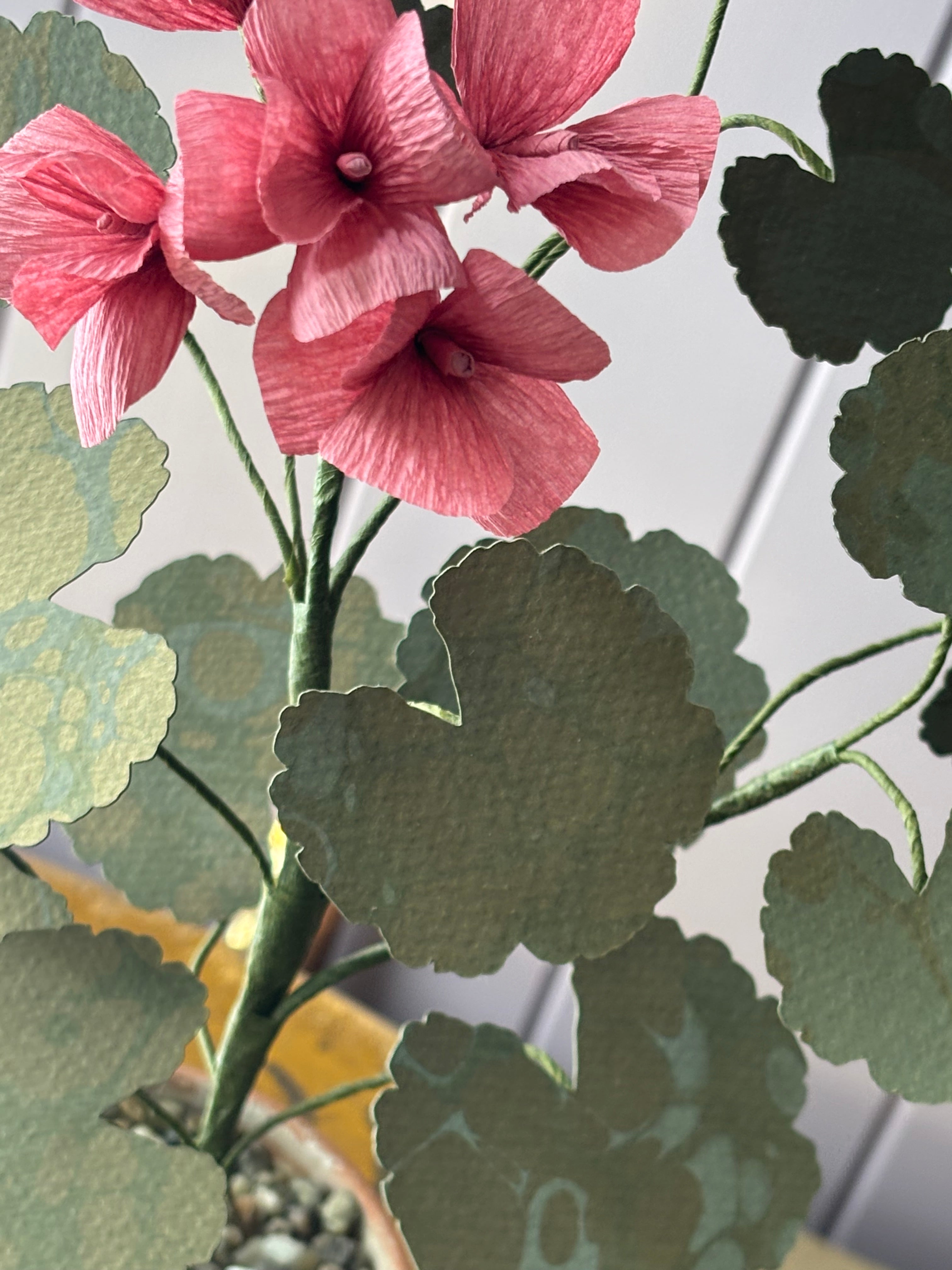 Paper geranium