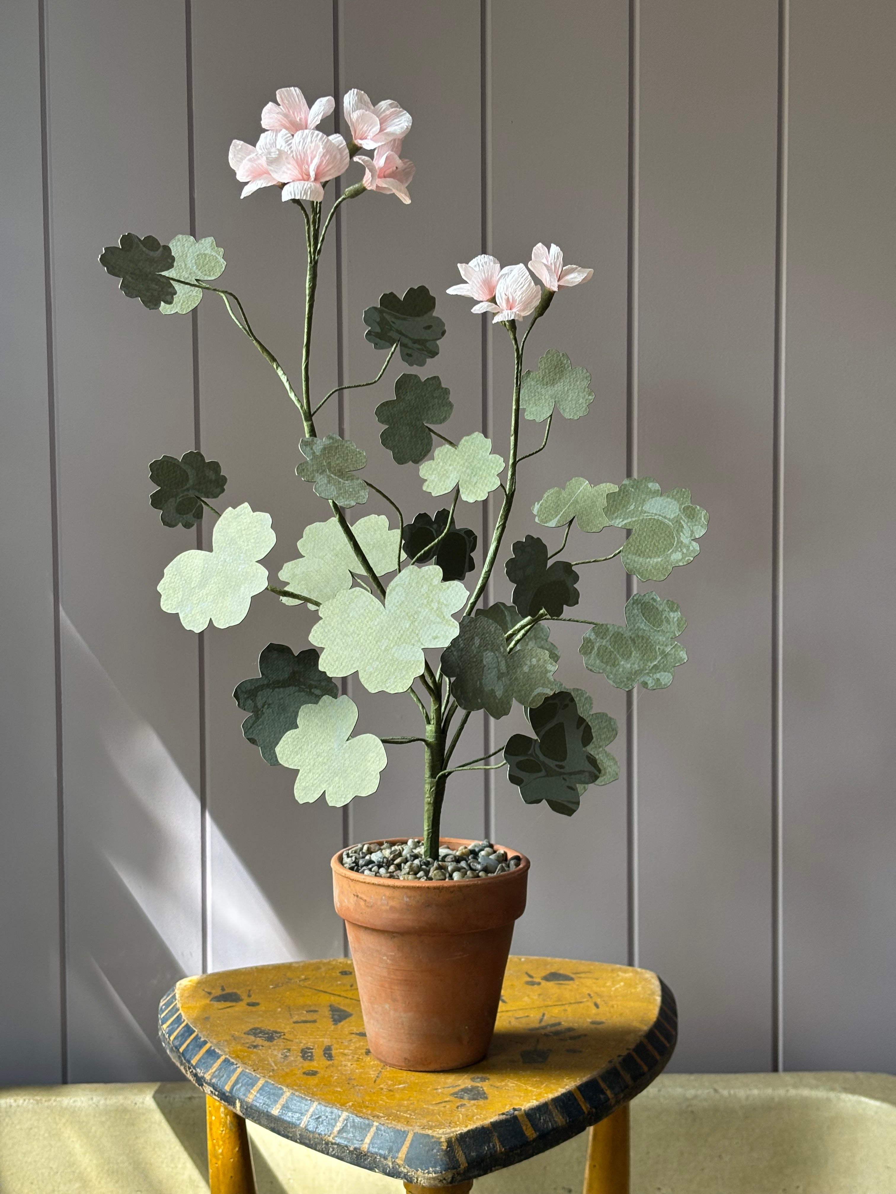 Paper geranium