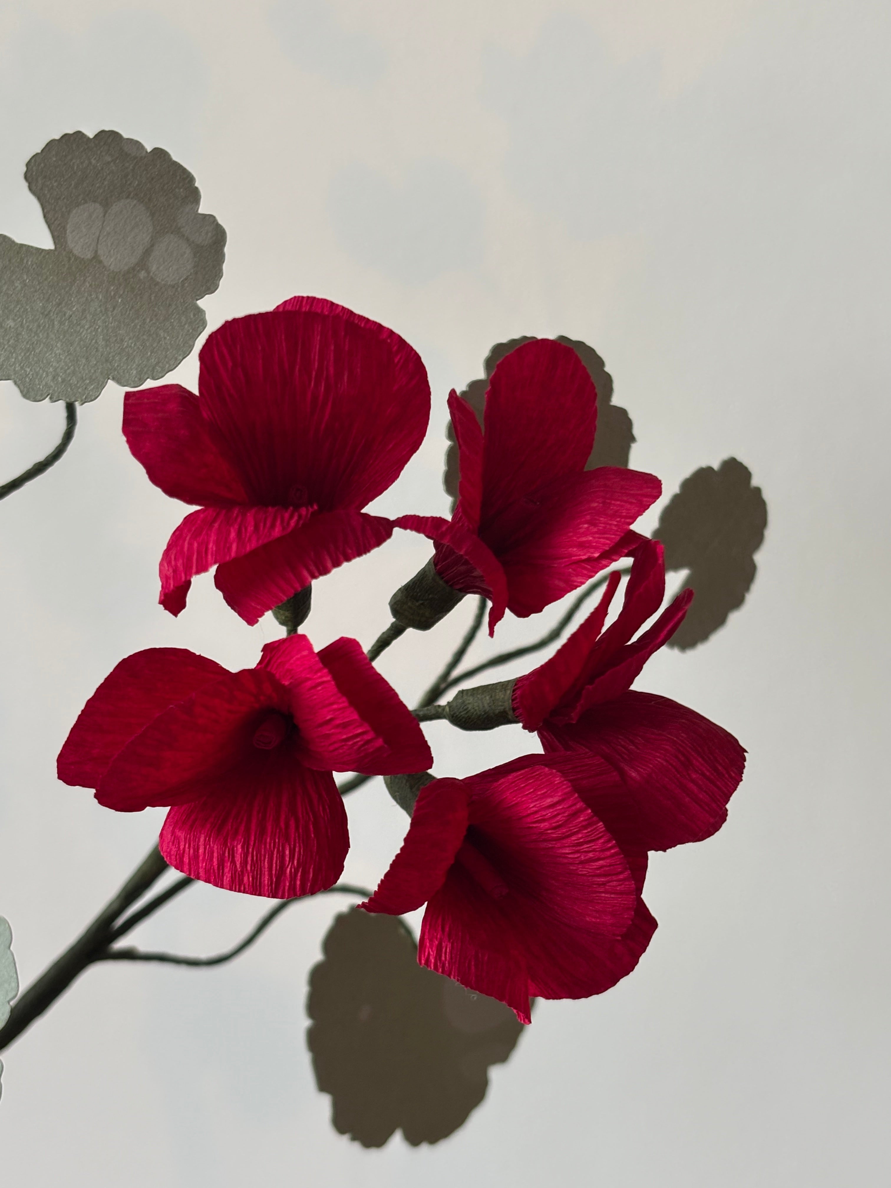 Paper Geranium