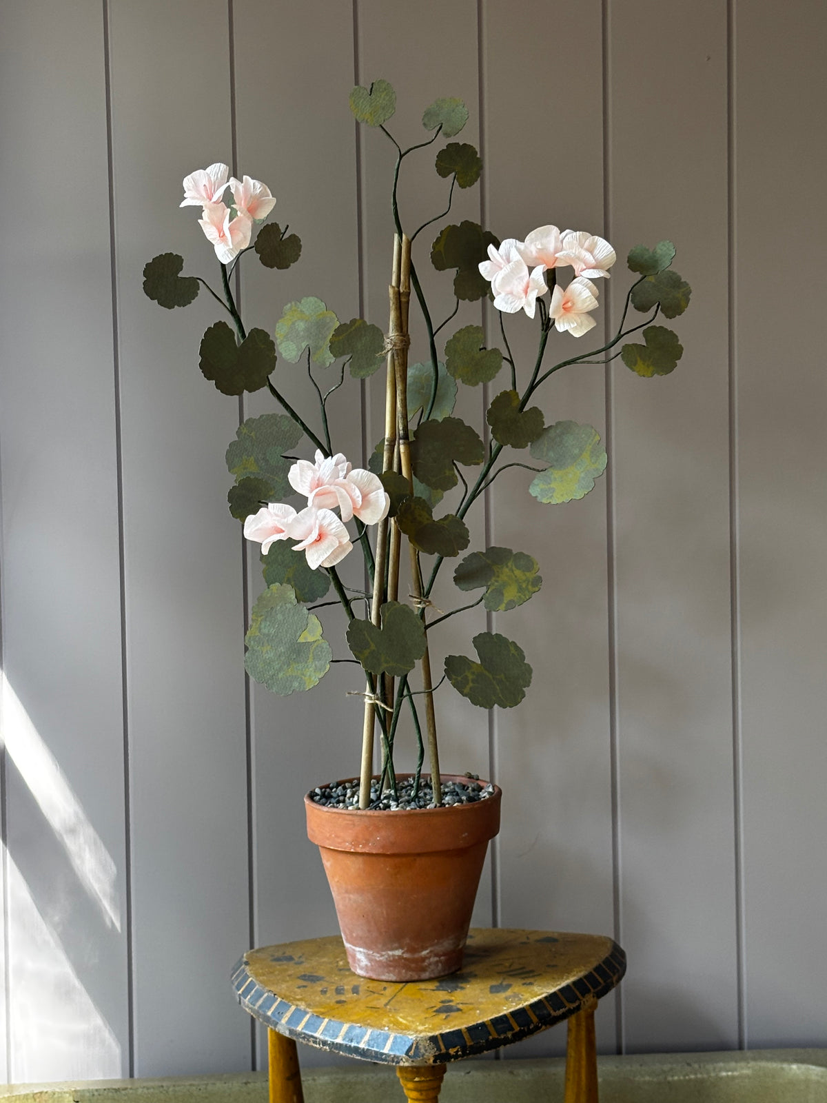 Paper geranium