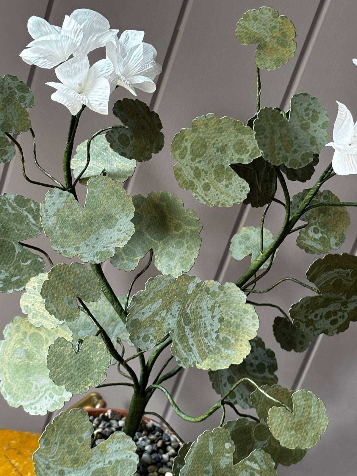 Paper geranium