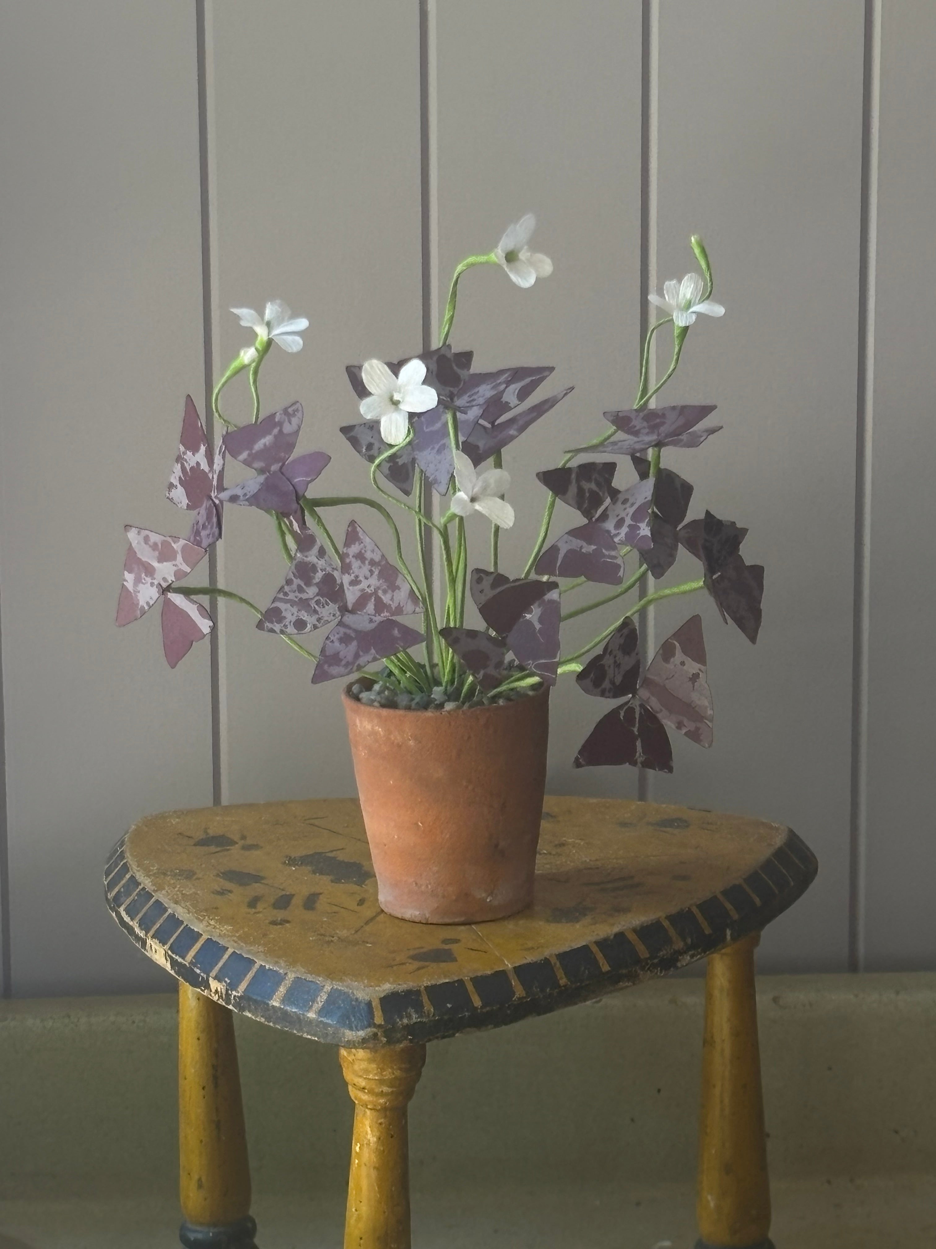 Paper Oxalis