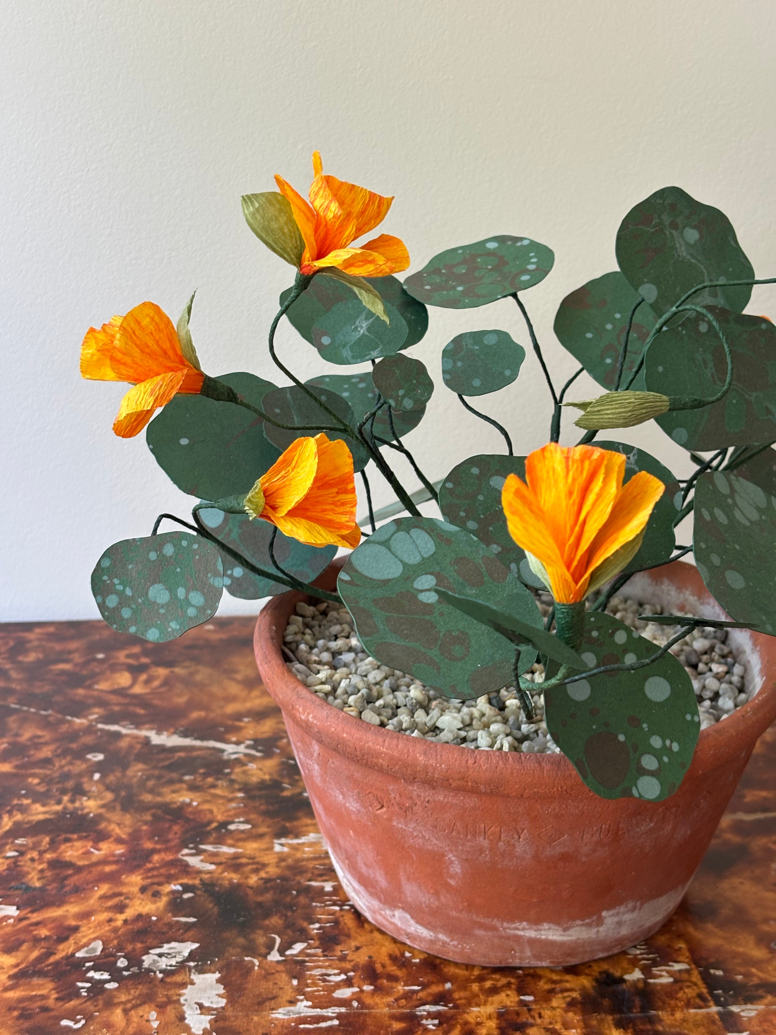 Nasturtium, trailing