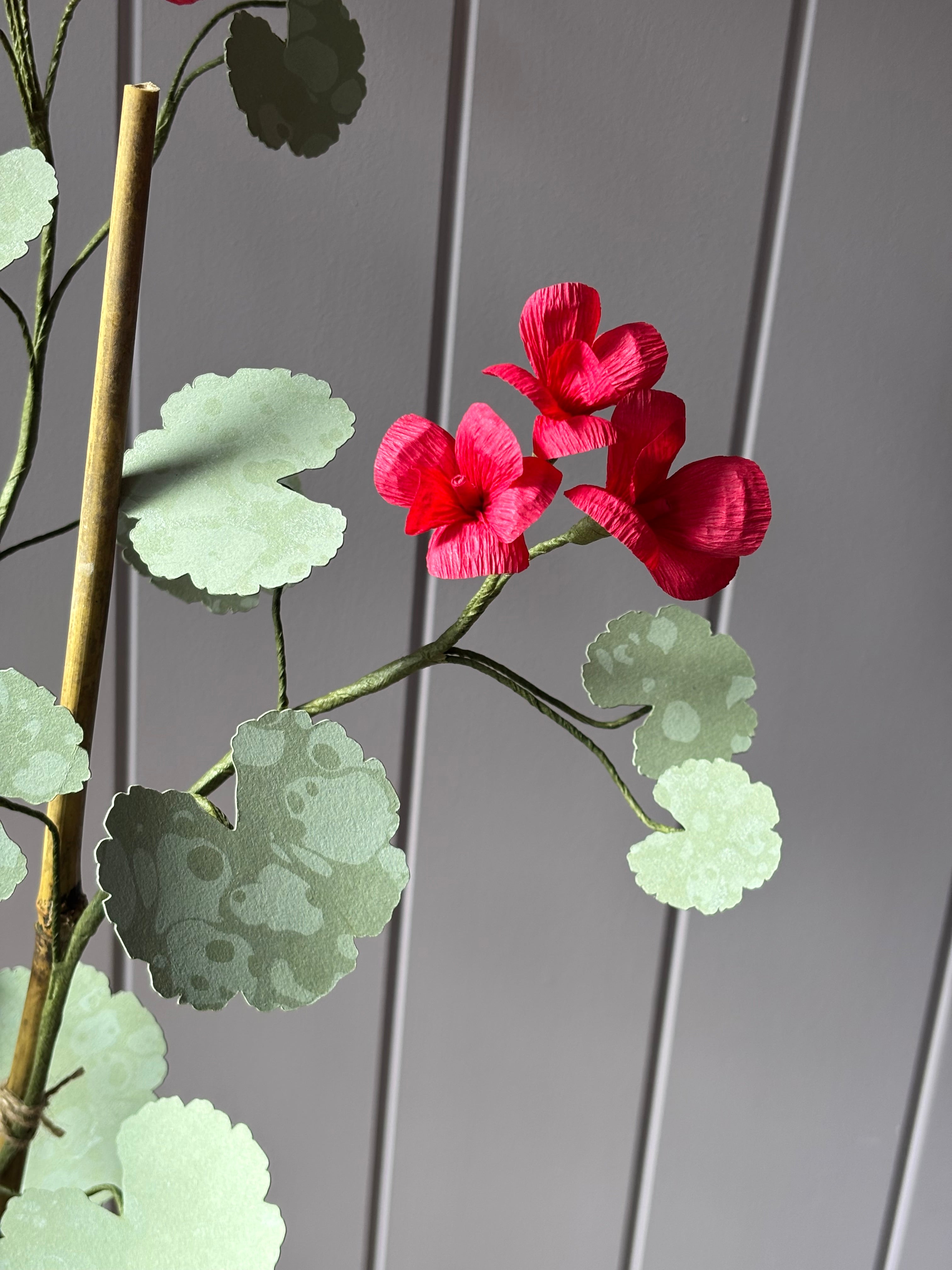 Paper Geranium