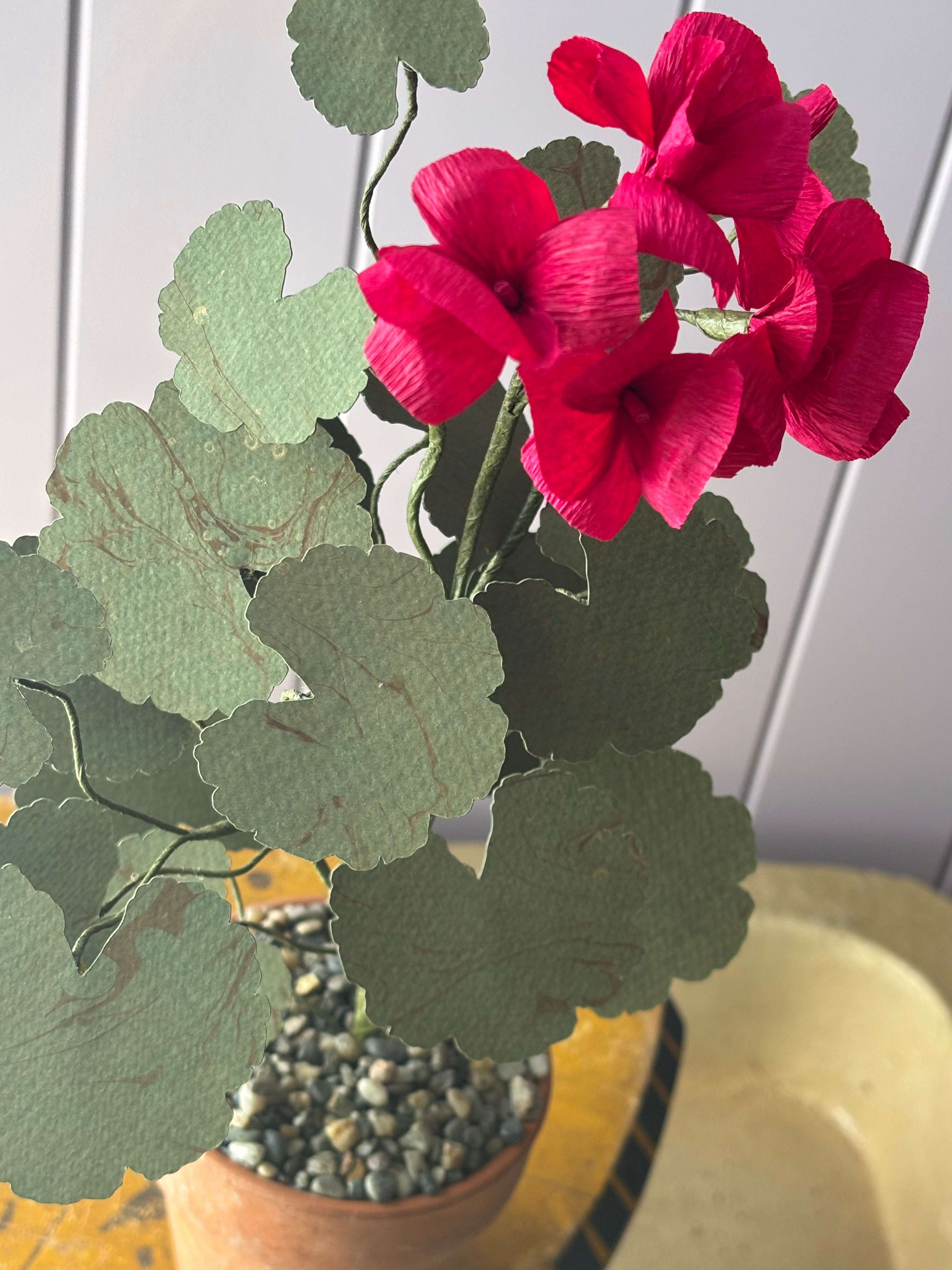 Paper geranium