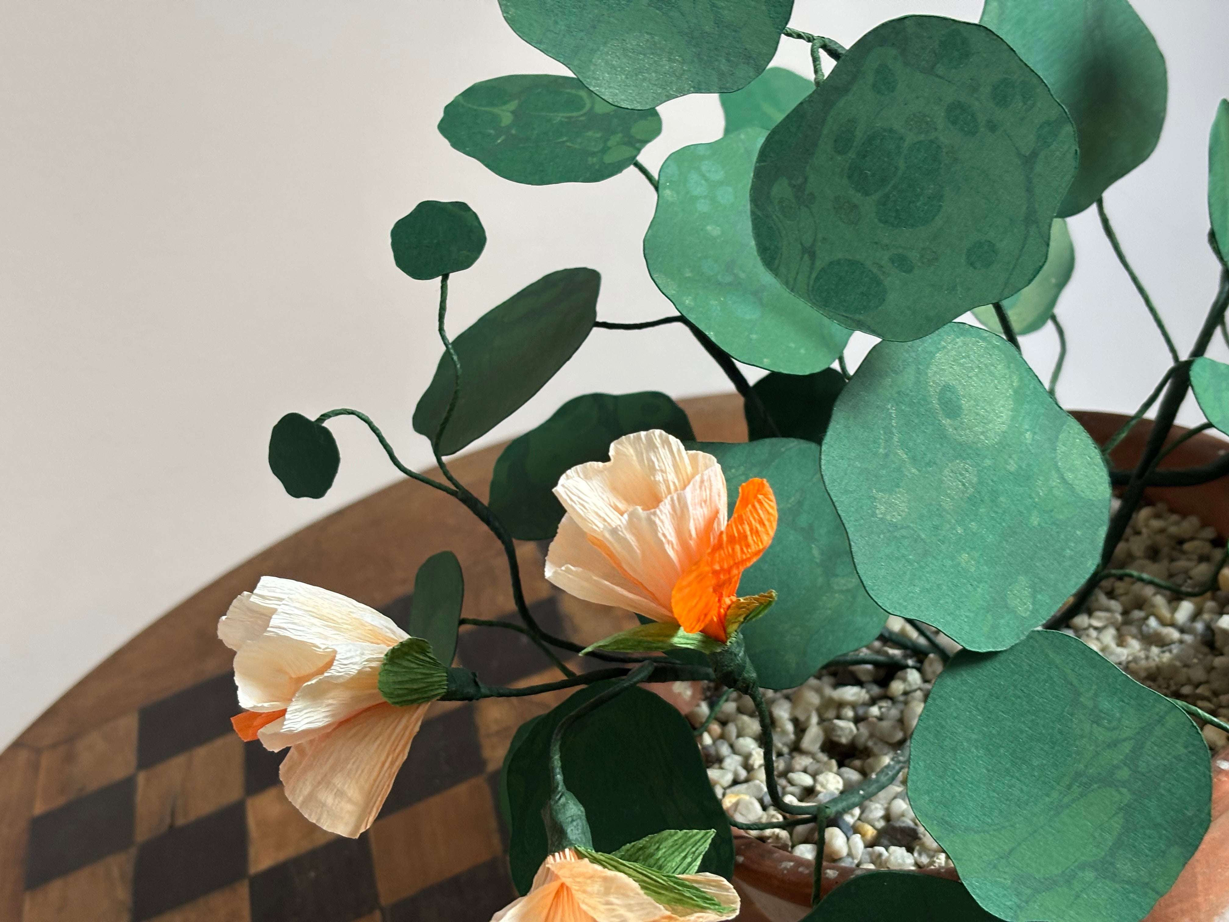 Nasturtium, trailing