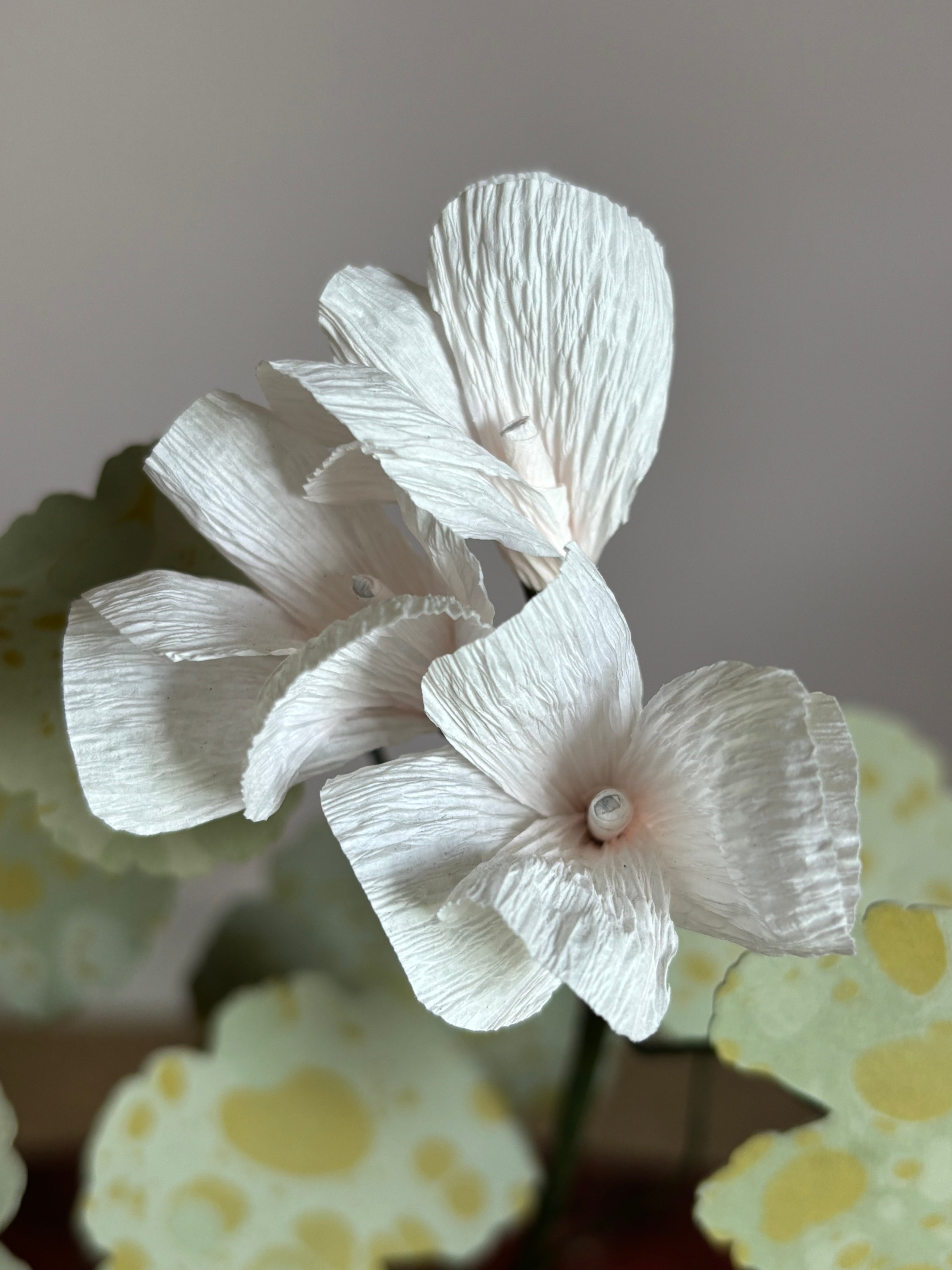 Paper Geranium