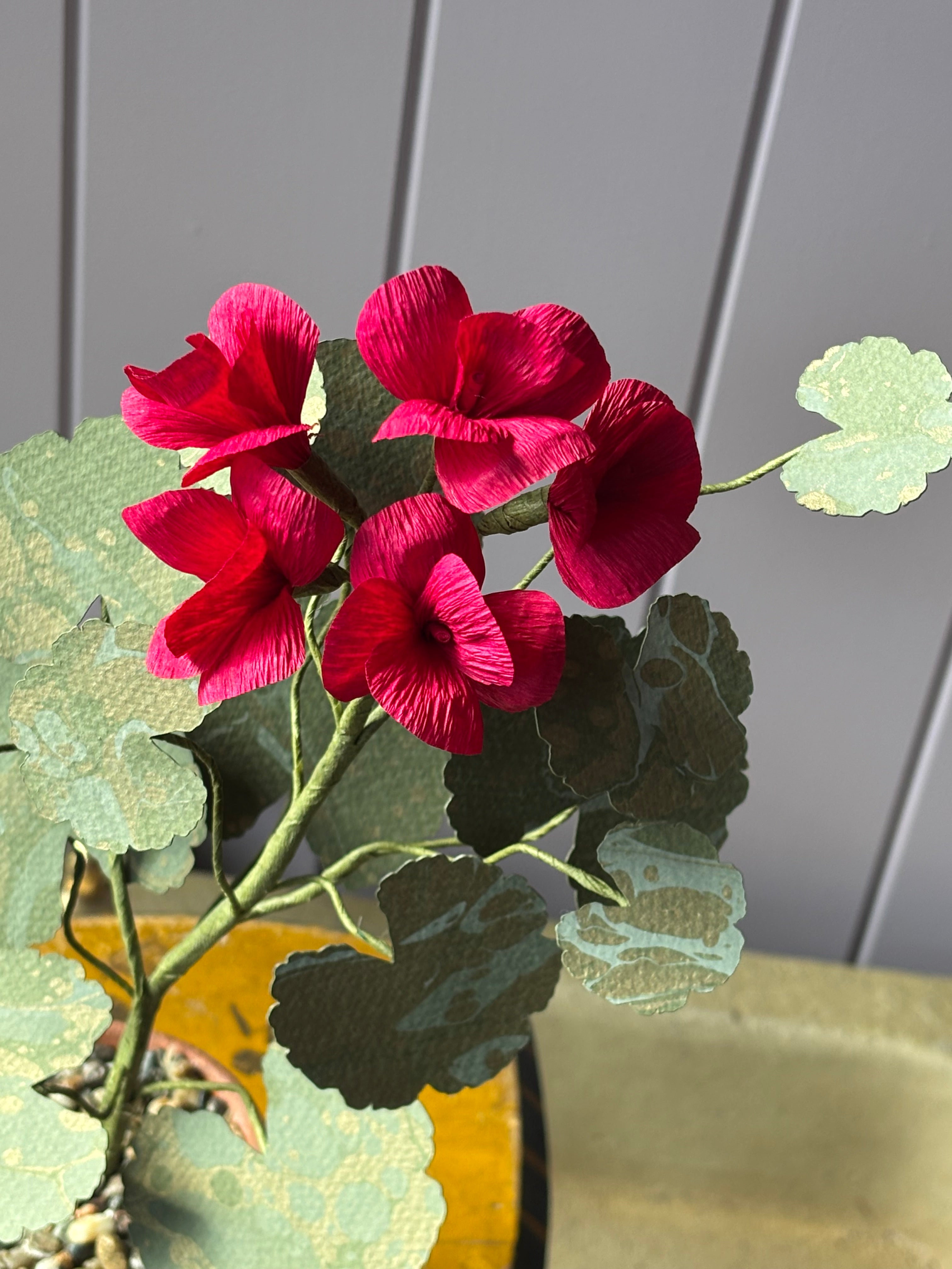 Paper Geranium