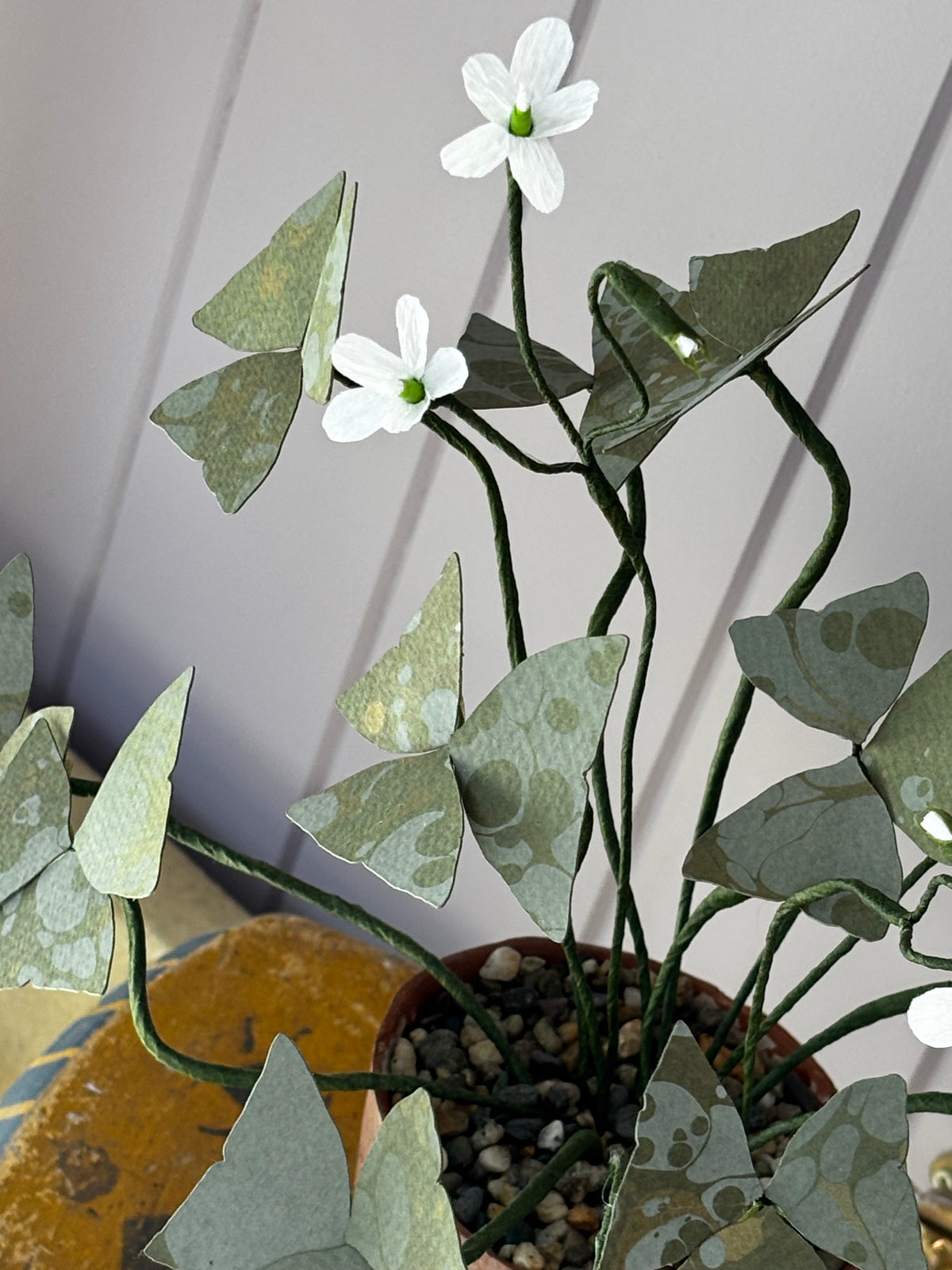 Paper Oxalis