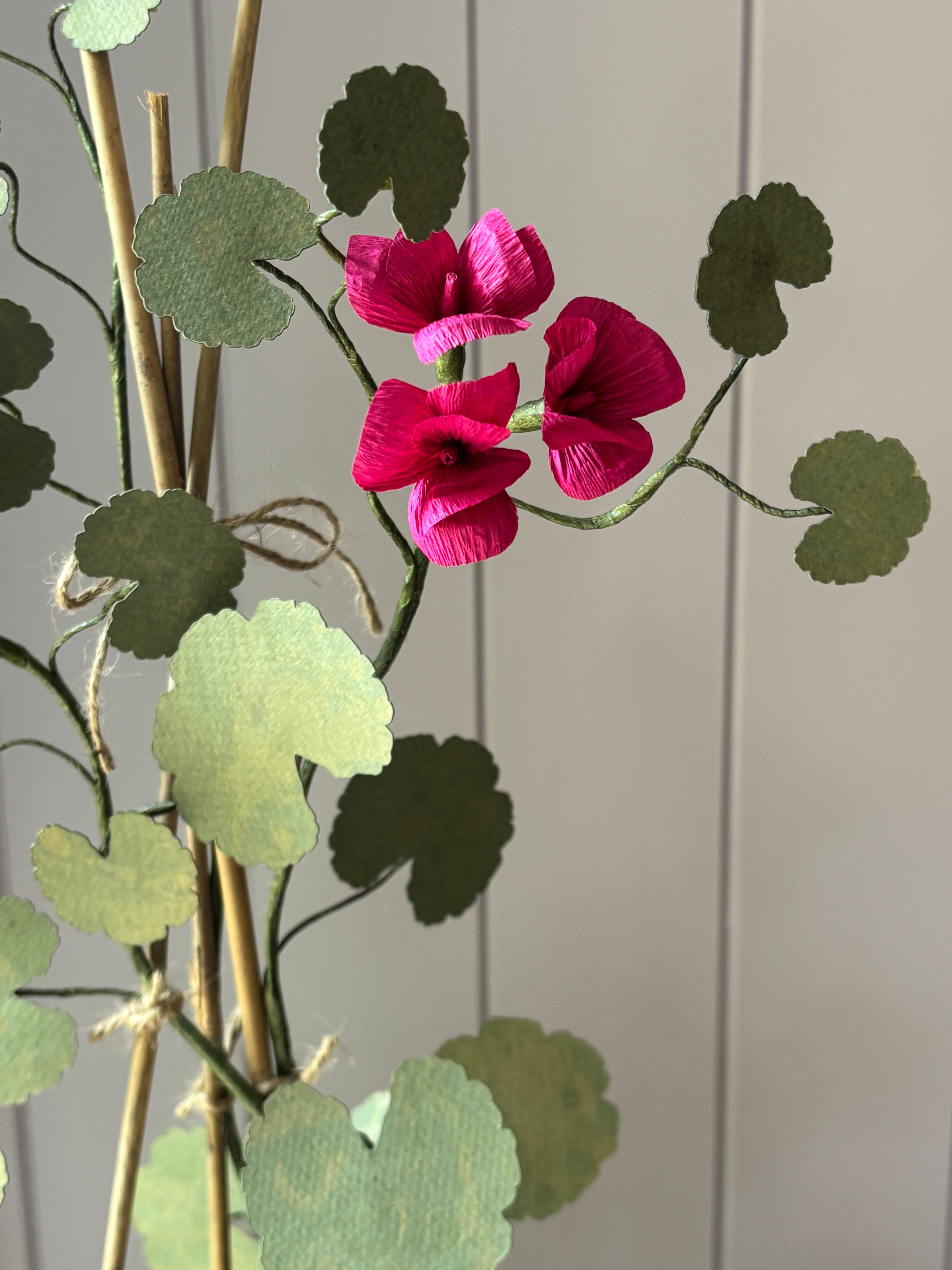 Paper geranium