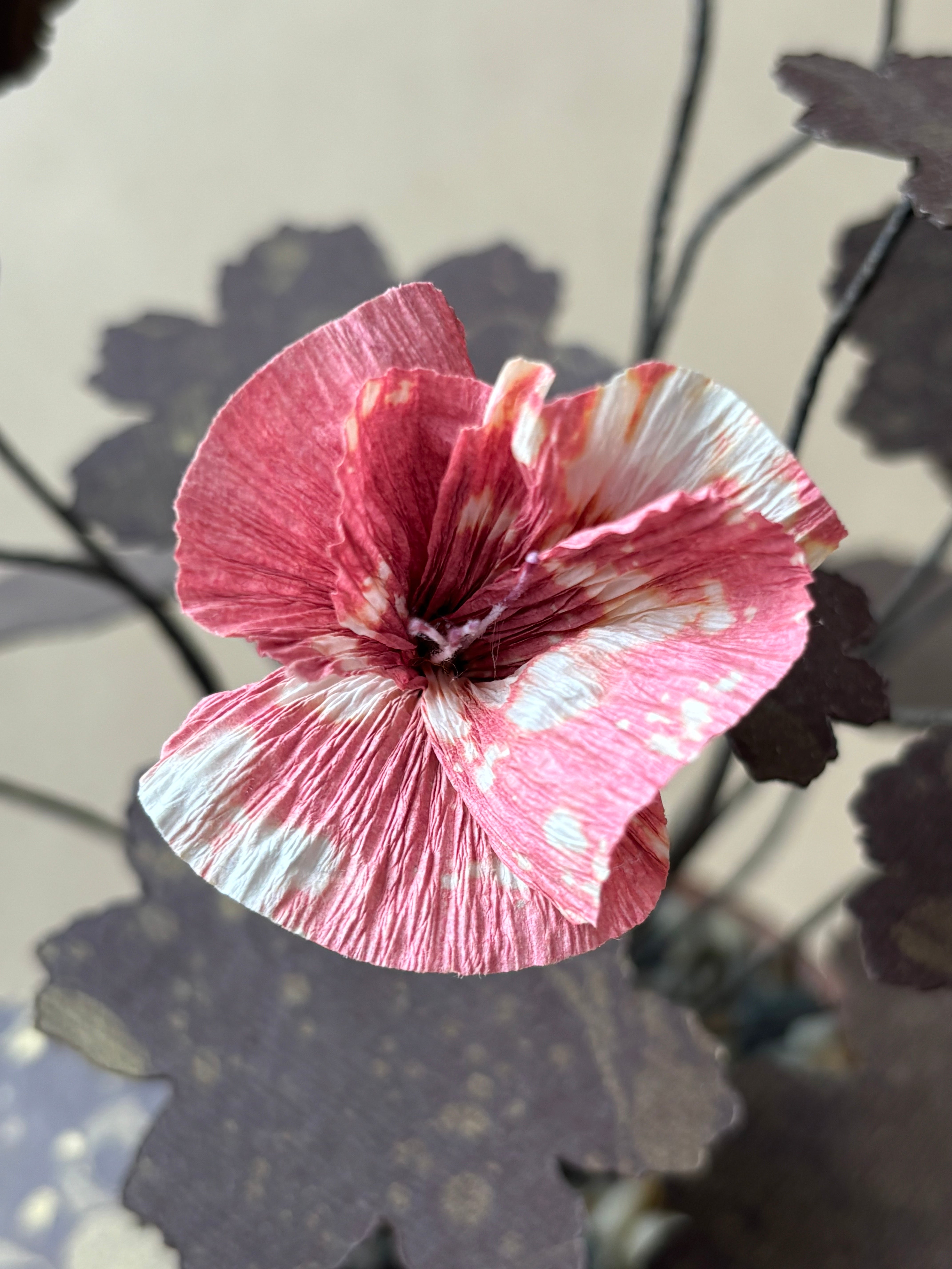 Geranium, Hardy small